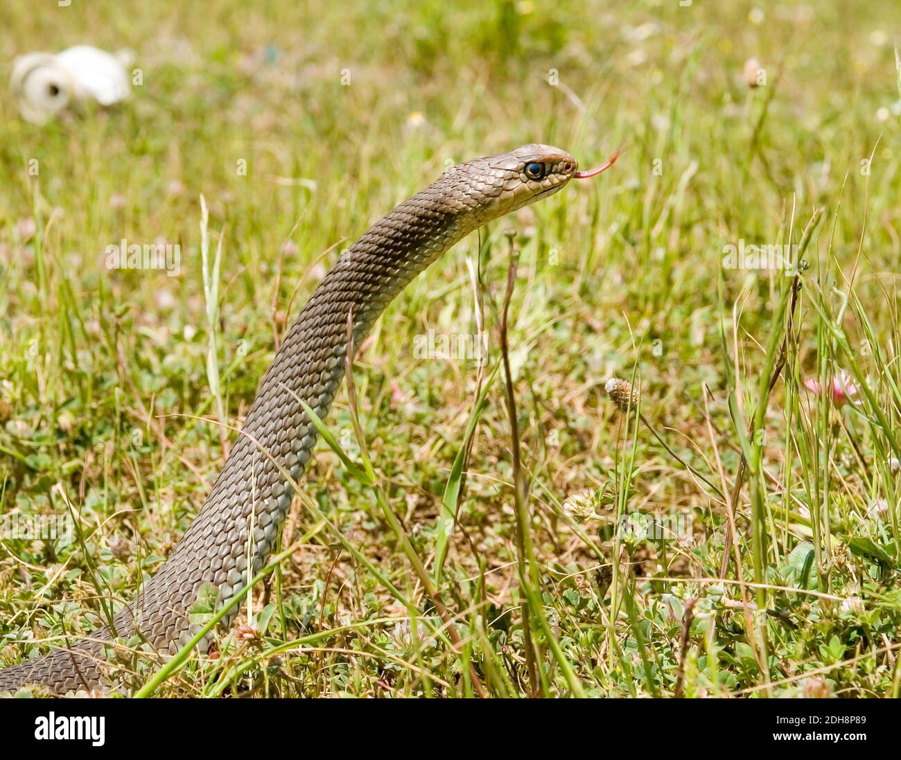 Serpent de montpellier, Malpolon monsessulanus, Malpolon insigne Banque D'Images
