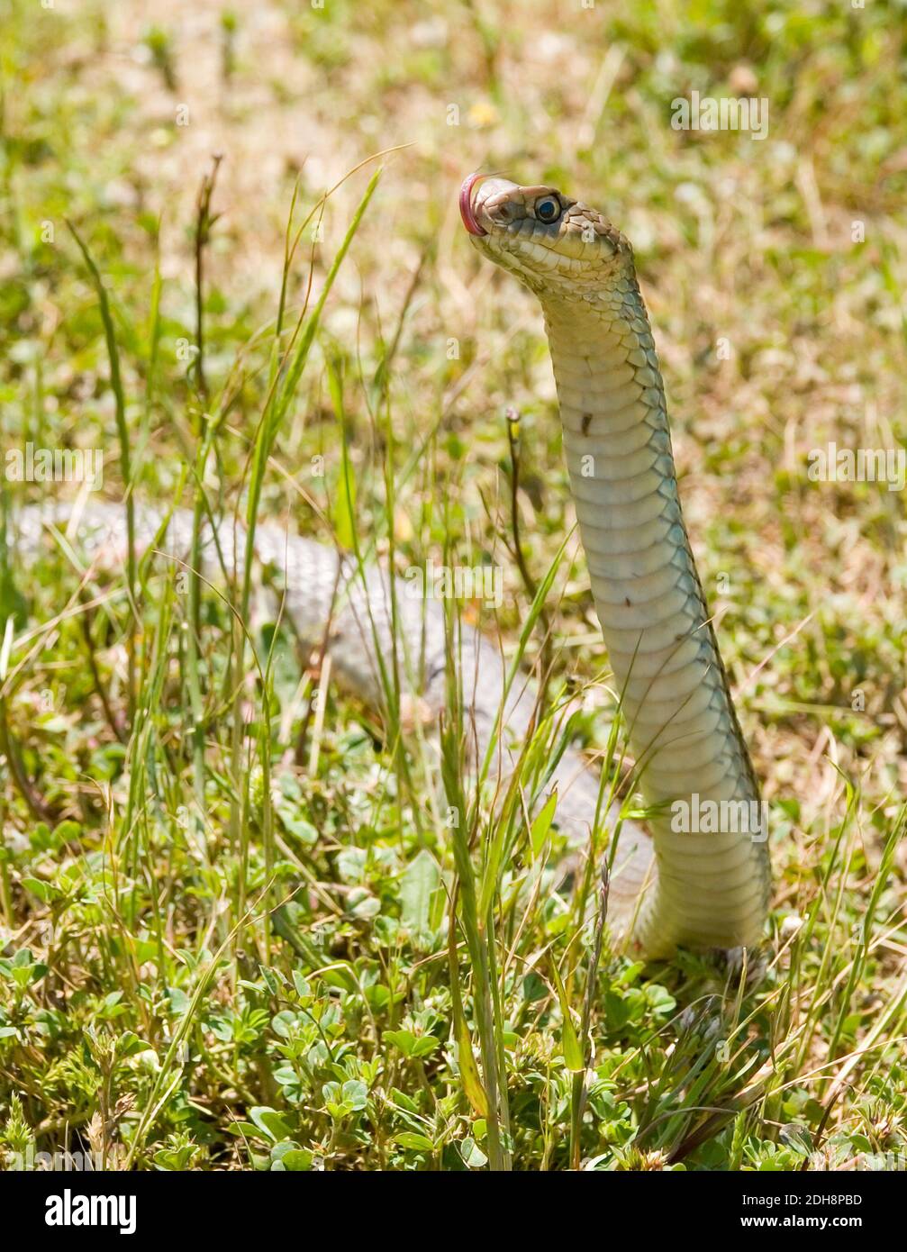 Serpent de montpellier, Malpolon monsessulanus, Malpolon insigne Banque D'Images