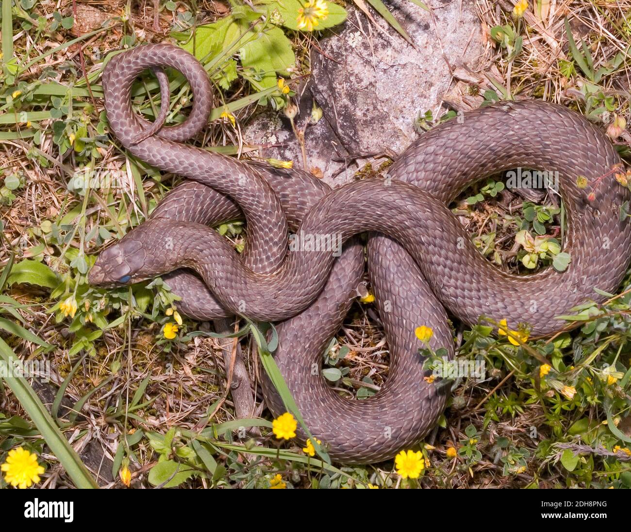 Serpent de montpellier, Malpolon monsessulanus, Malpolon insigne Banque D'Images