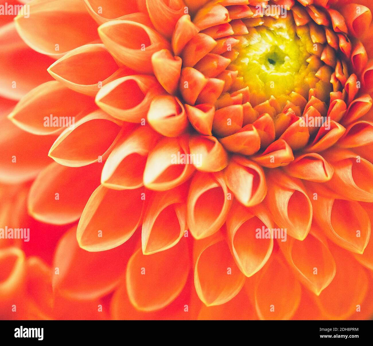 Dahlia, gros plan de fleurs de couleur orange avec motif pétale. Banque D'Images