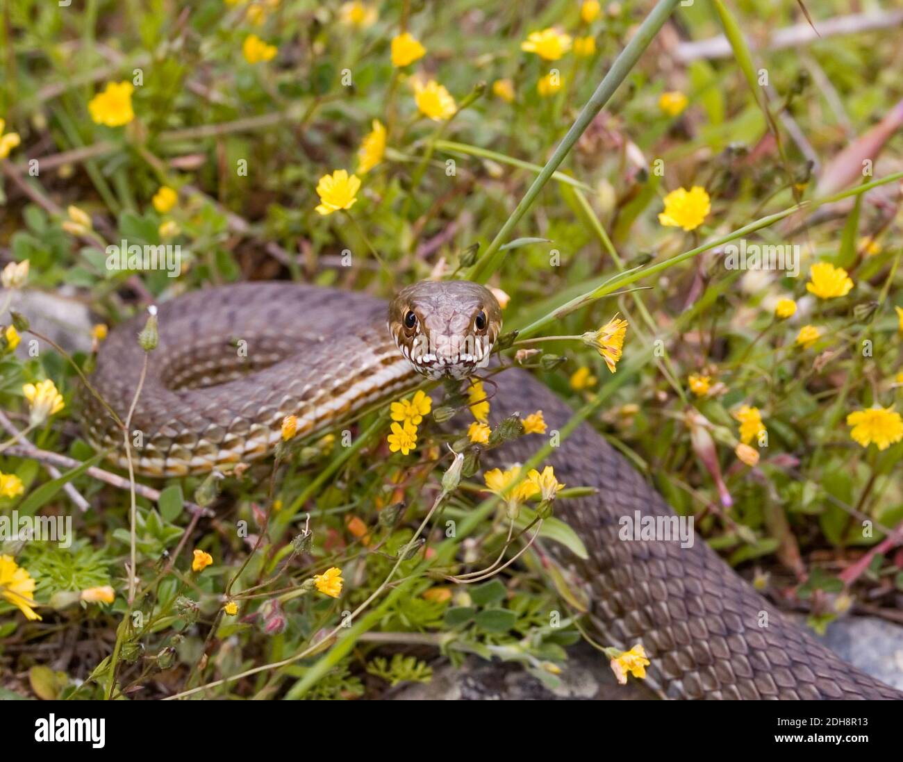 Serpent de montpellier, Malpolon monsessulanus, Malpolon insigne Banque D'Images