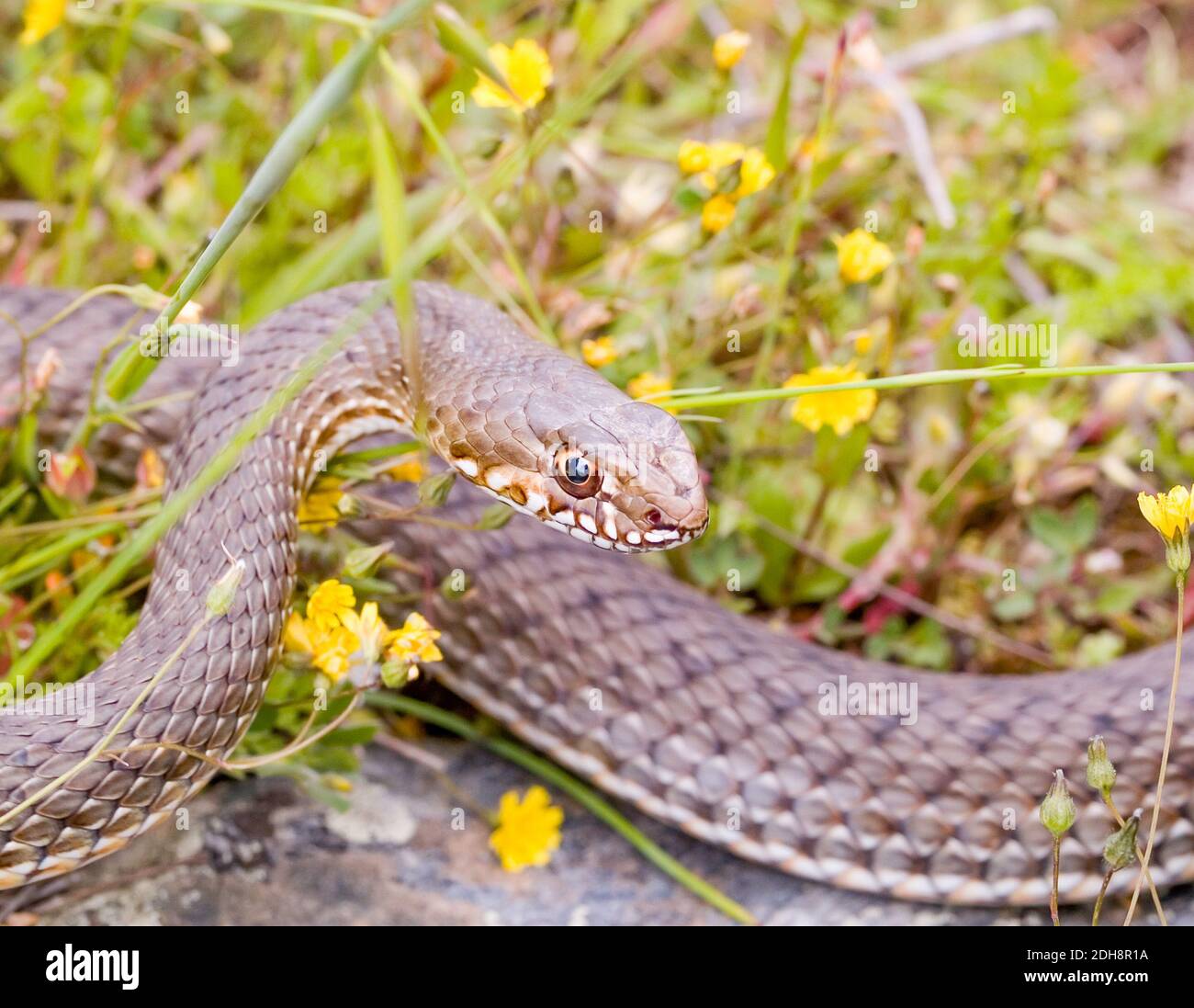 Serpent de montpellier, Malpolon monsessulanus, Malpolon insigne Banque D'Images