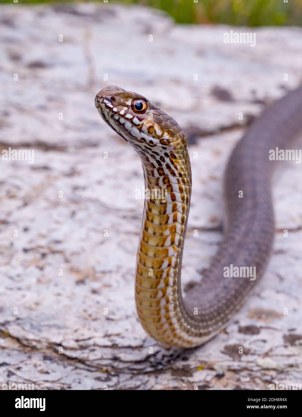 Serpent de montpellier, Malpolon monsessulanus, Malpolon insigne Banque D'Images