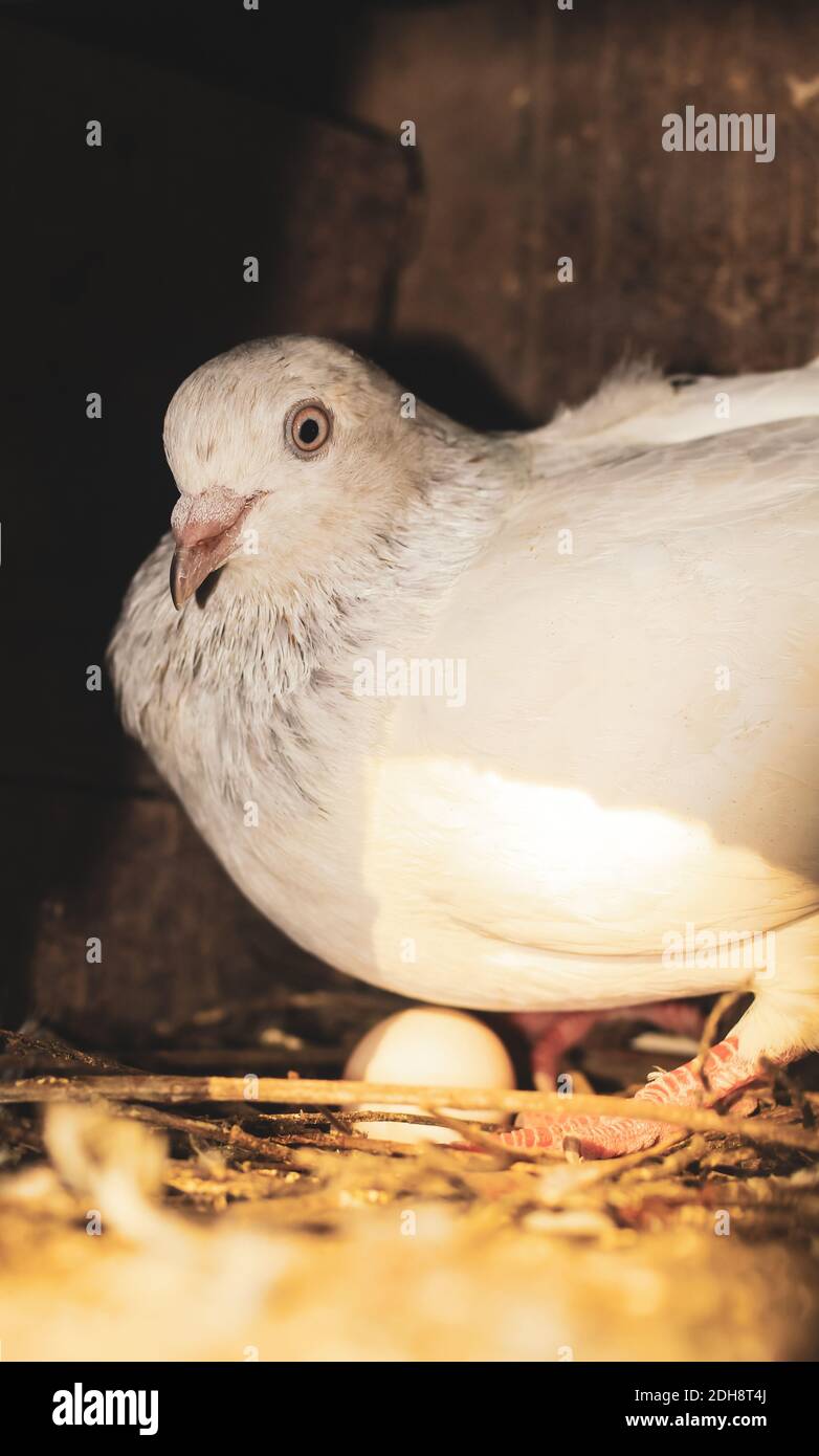 Œufs à couver. Œufs d'incubation de pigeon dans le nid. Pigeon avec un petit œuf. Banque D'Images