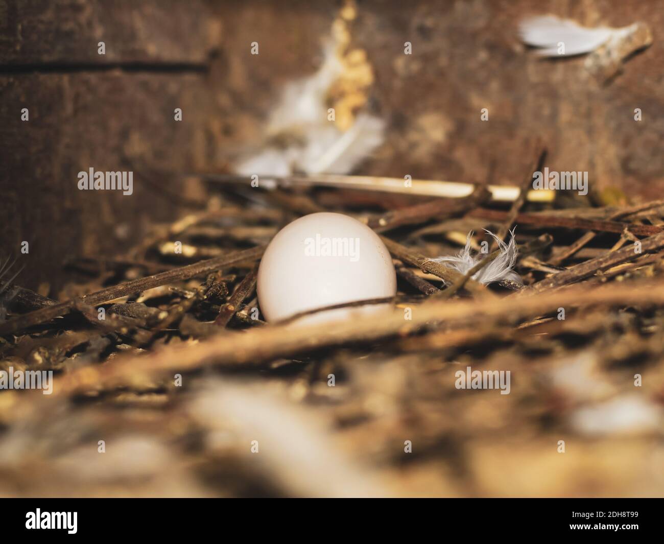 Œuf de pigeon dans le nid d'oiseau. Nid d'oiseau des oeufs de pigeon blanc pondent sur le nid sous la lumière du soleil du matin. Œuf de pigeon dans le nid. Banque D'Images