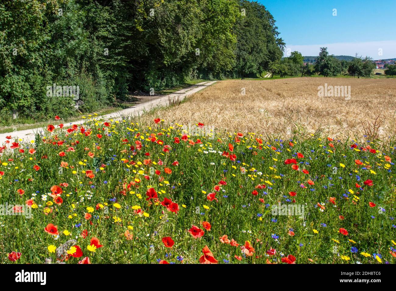 Angelegte Bienenwiese, bunte Blumenwiese, Kornblumen, Mohnblumen, Blumenmischung, Sommerblumen, Kamille, Banque D'Images