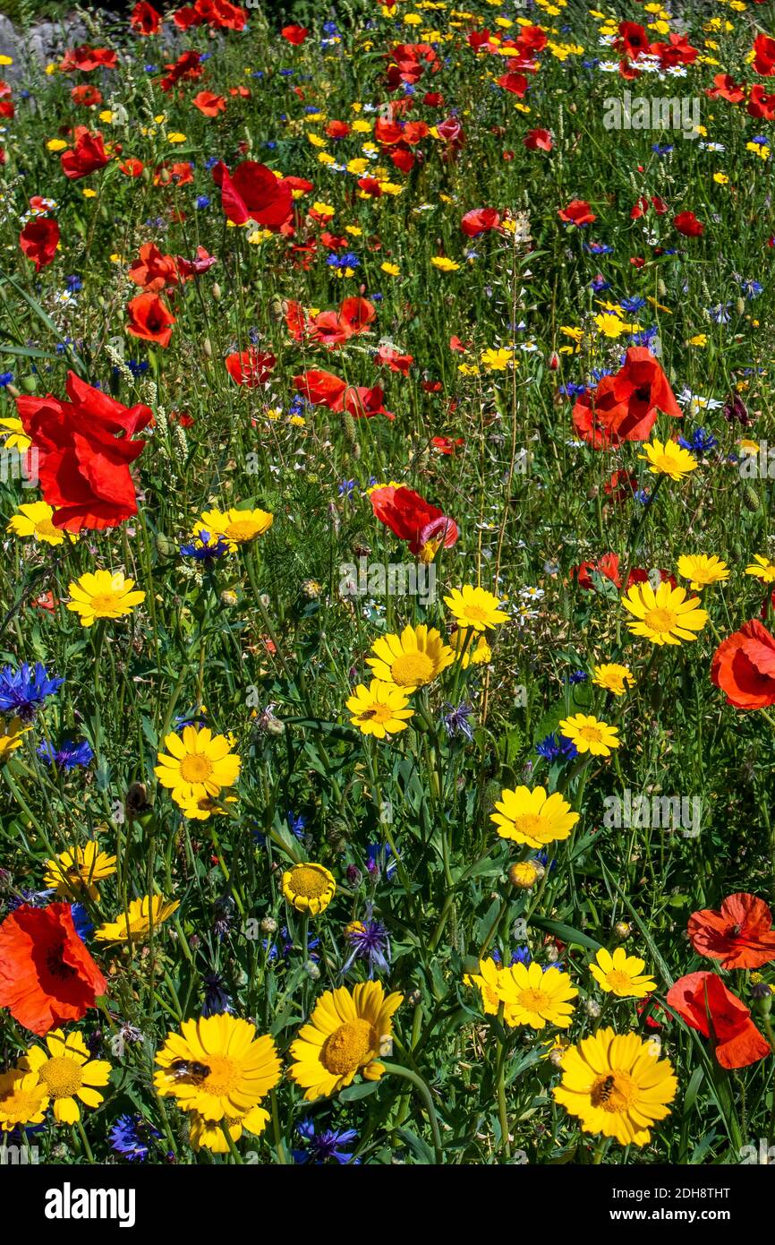 Angelegte Bienenwiese, bunte Blumenwiese, Kornblumen, Mohnblumen, Blumenmischung, Sommerblumen, Kamille, Banque D'Images