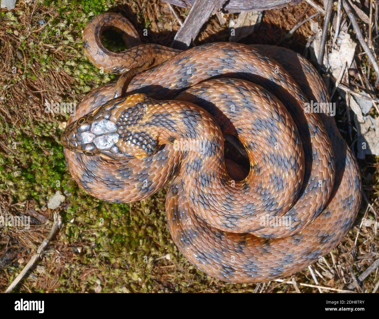 Serpent vipéral, Natrix maura en espagne Banque D'Images