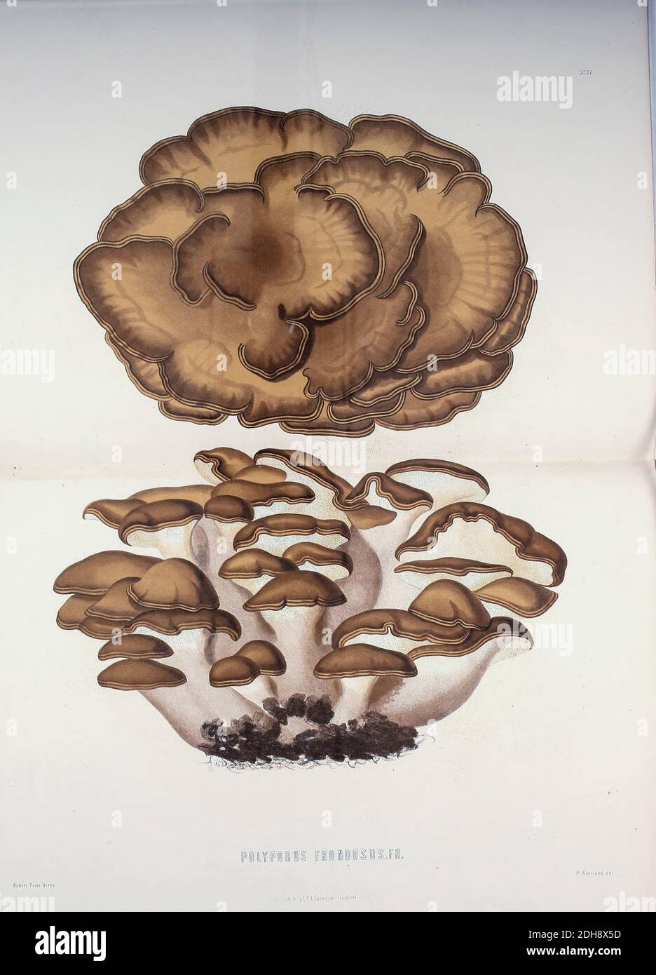 Grifola frondosa [Polyporus frondosu] est un champignon polypore qui pousse à la base des arbres, en particulier des chênes. Extrait du livre Sveriges ätliga och giftiga svampar tecknade efter naturen sous ledning [les champignons comestibles et toxiques suédois tirés après la nature sous la direction] par Fries, Elias, 1794-1878; Kungl. Svenska vetenskapsakademien publié à Stockholm, Suède en 1861 Banque D'Images