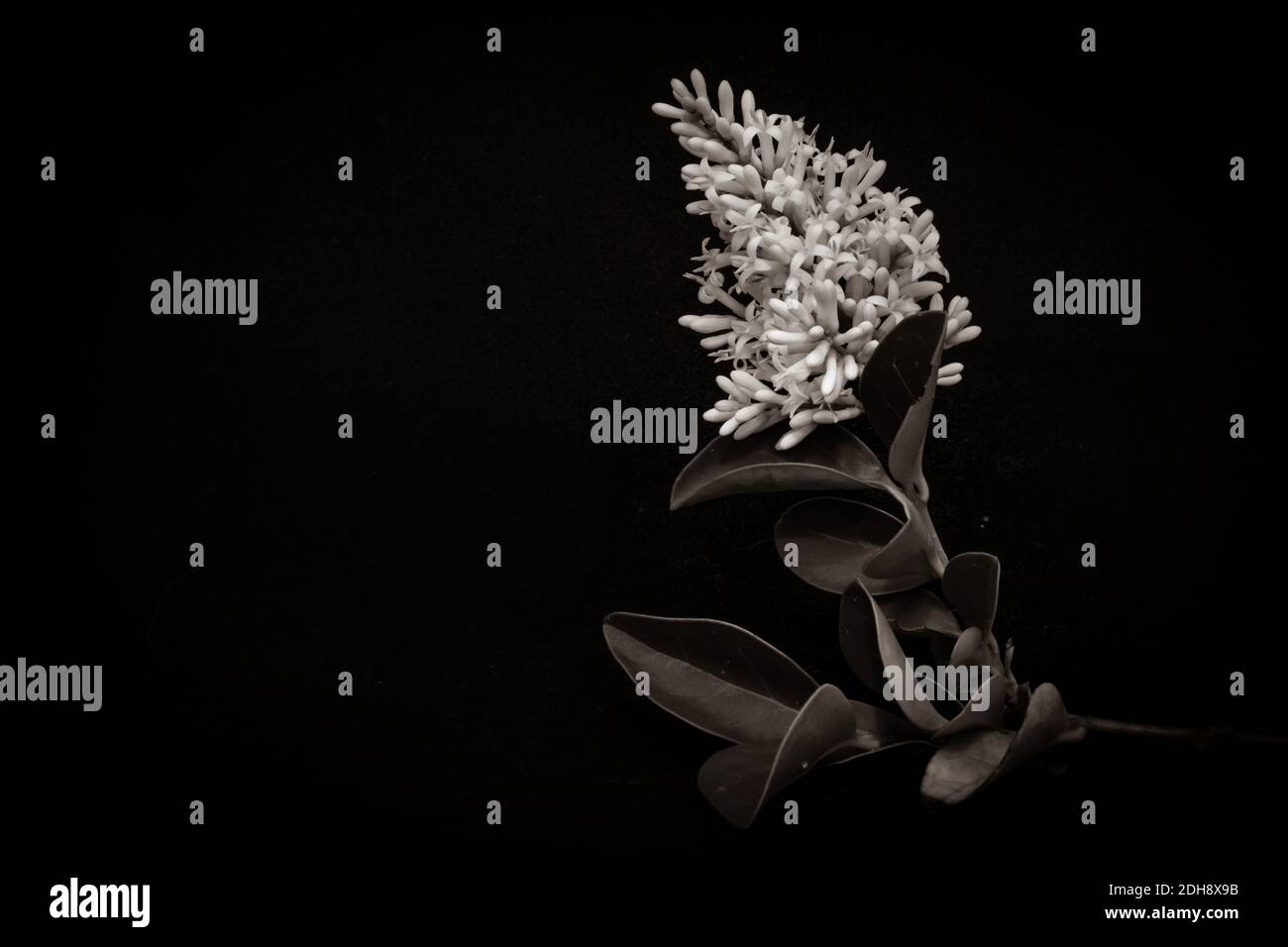 (Ligustrum vulgare) fleurs sauvages en fleurs en fleurs en été, Afrique du Sud Banque D'Images