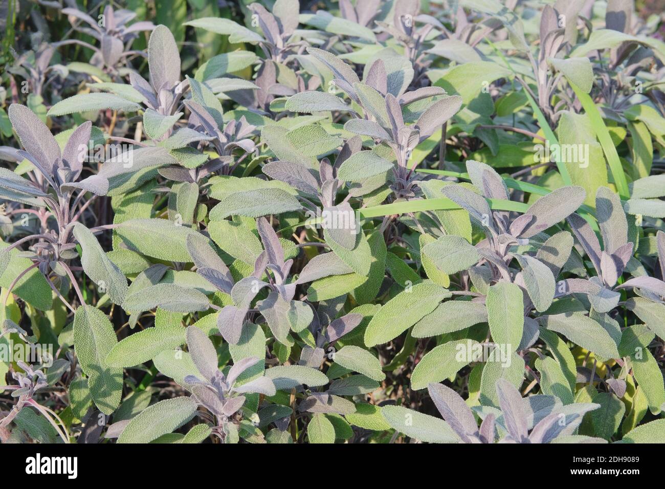 Les feuilles de sauge poussent dans le potager. Culture d'épices épicées pour une utilisation ultérieure. Banque D'Images