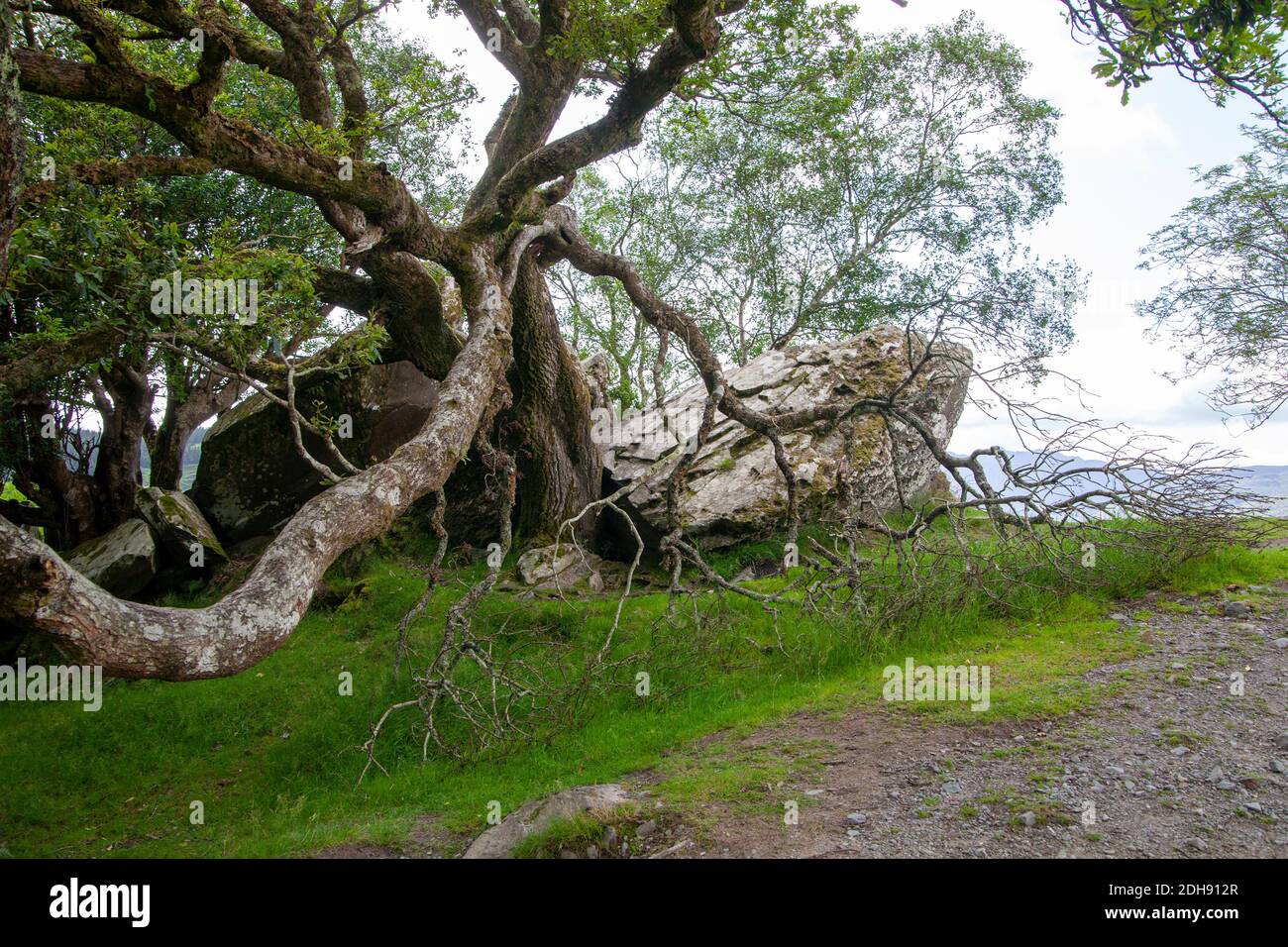 Un grand vieux arbre mystique sur une herbe verte avec il y a de gros rochers autour Banque D'Images