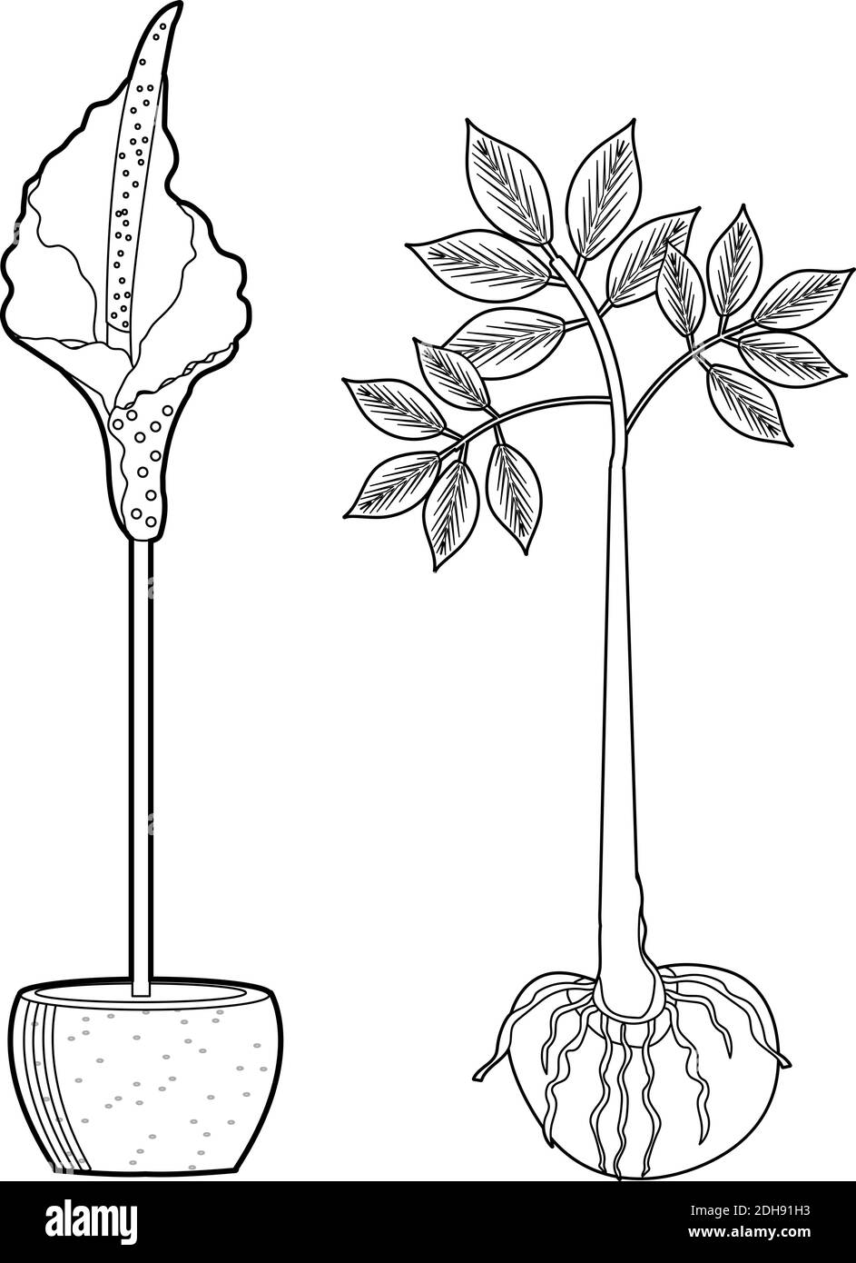 Amorphophallus konjac ensemble de plantes dessin à la main style de ligne de contour. Ingrédients de cuisine traditionnelle japonaise Konjak pour les nouilles shirataki, la gomme Illustration de Vecteur