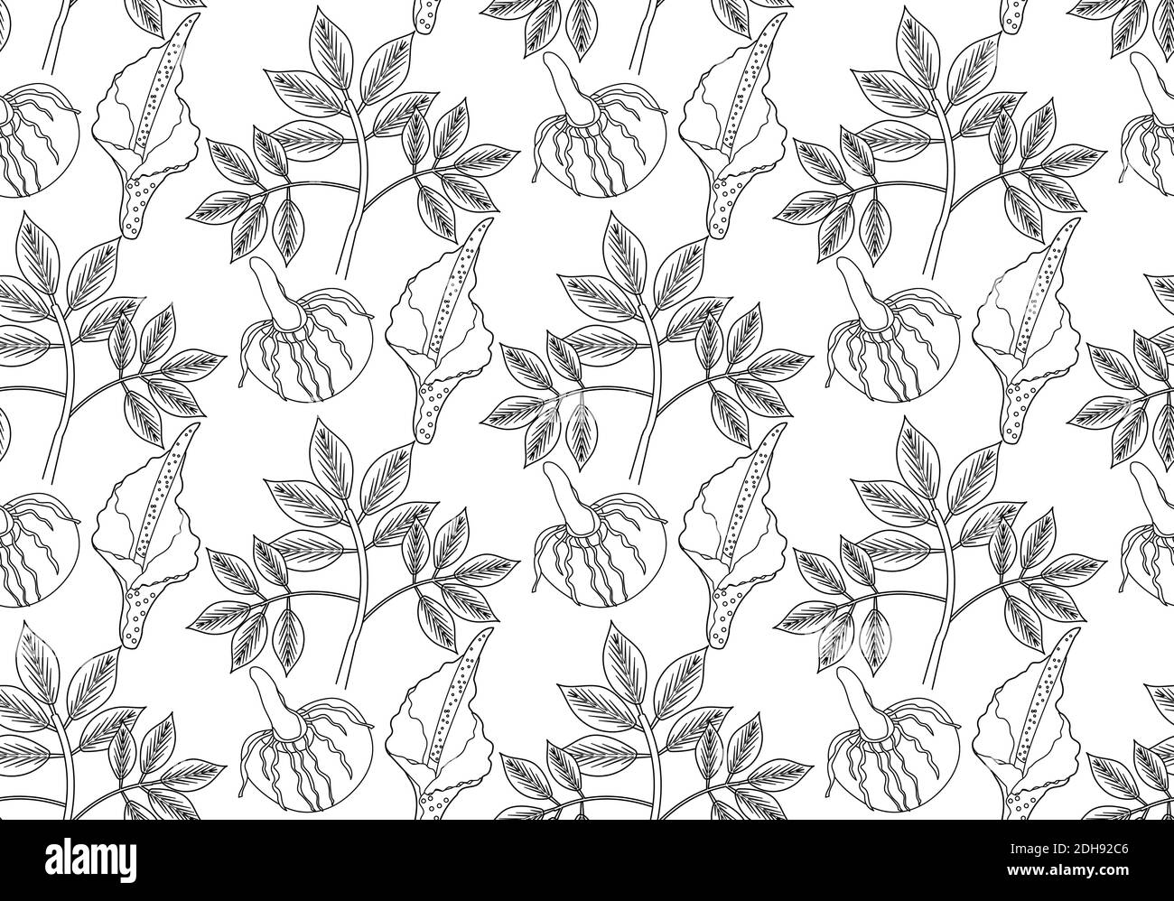 Amorphophallus konjac plante sans couture dessin main contour style de ligne. Texture répétée Konjak, arrière-plan sans fin. Illustration vectorielle Illustration de Vecteur