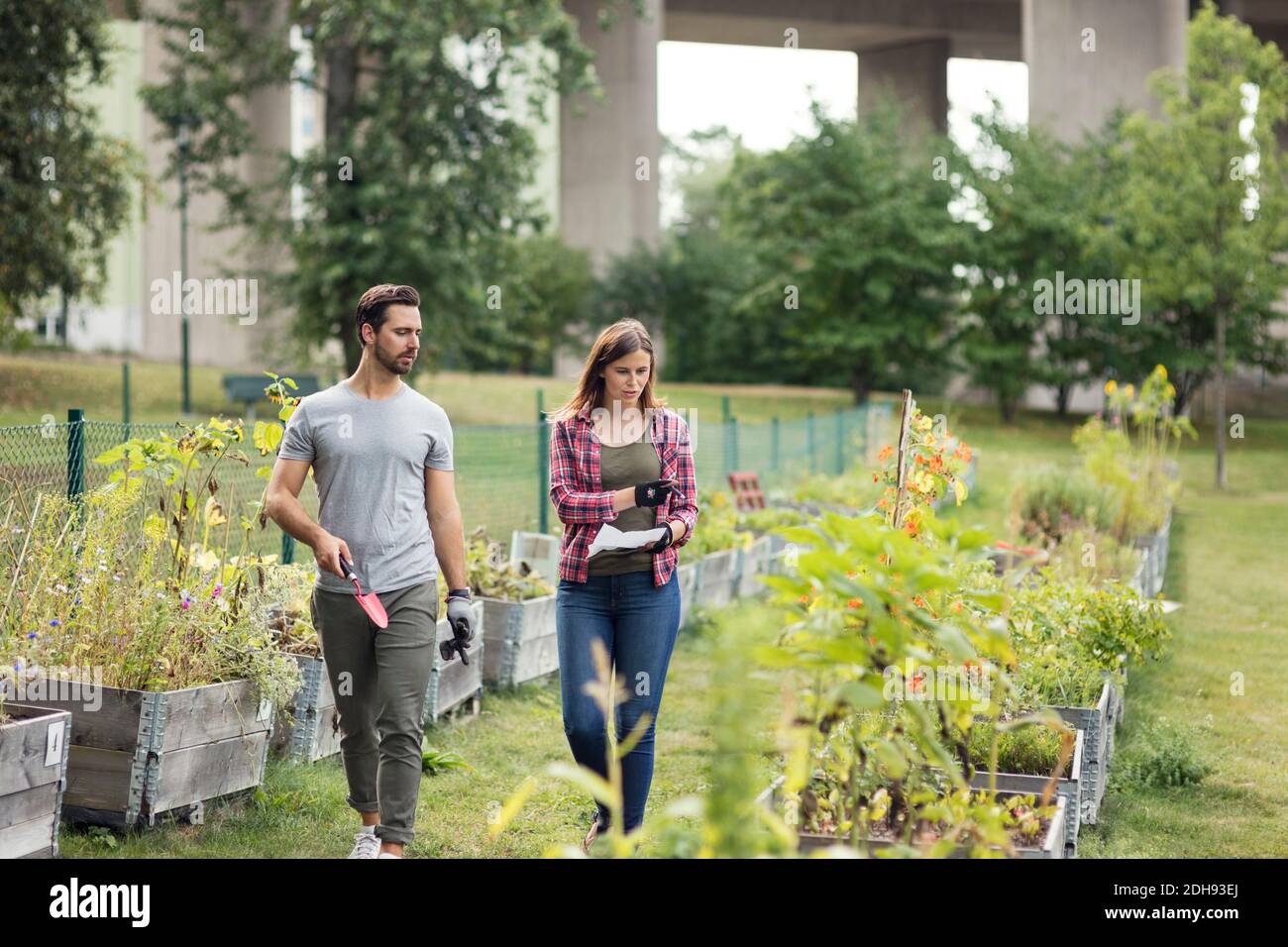 Couple adulte moyen examinant des plantes dans le jardin urbain Banque D'Images