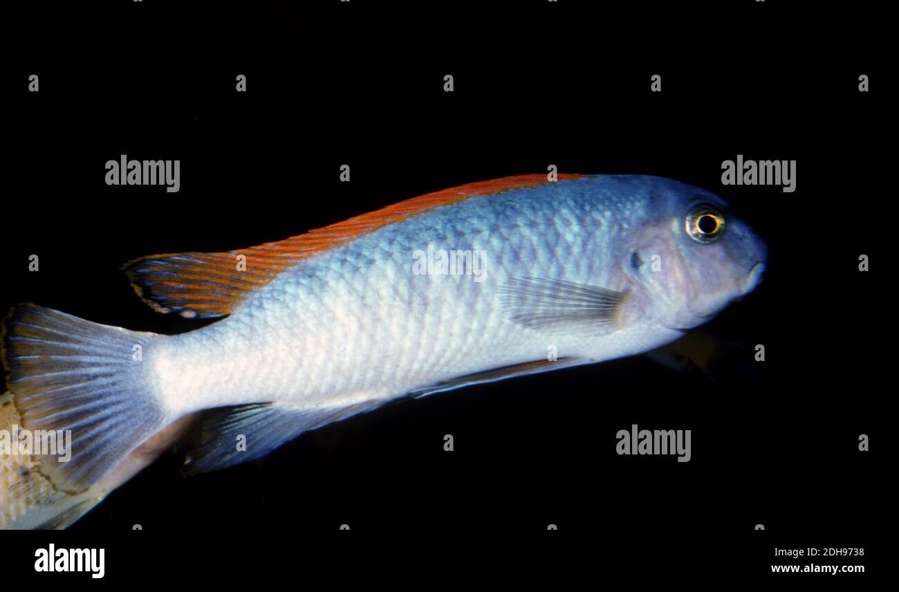 Treag  LW AT  's cichlid, Labeotropheus treagasae Banque D'Images