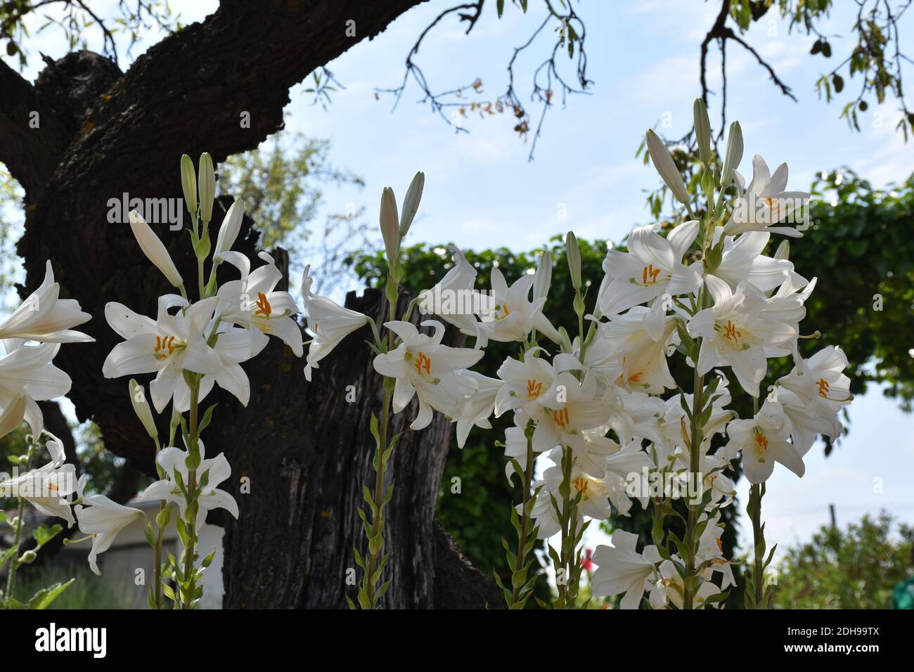 Ensemble de fleurs de nénuphars (Lilium candidum) à hauteur moyenne avec amandiers et ivy en arrière-plan. Banque D'Images