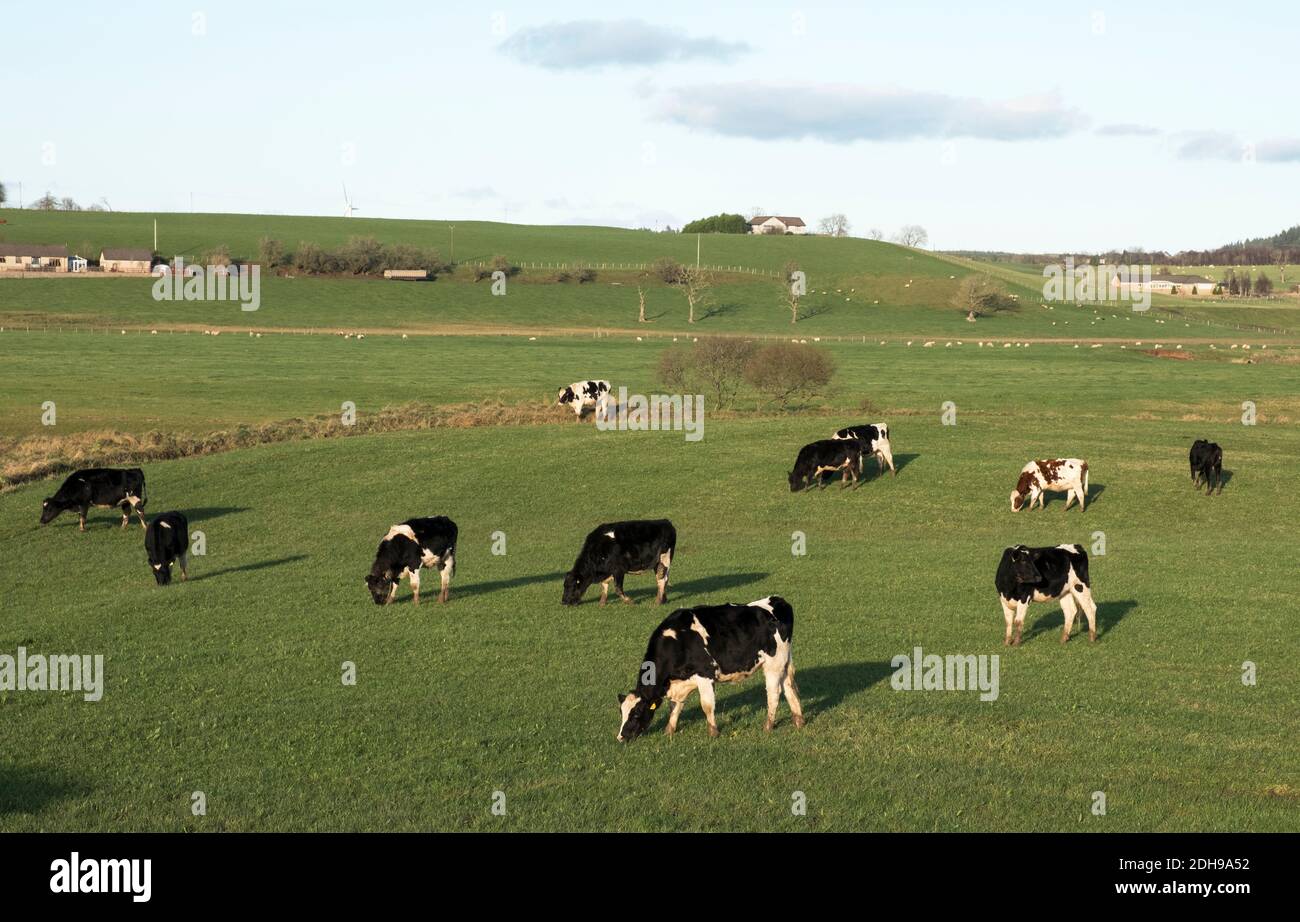 Un troupeau de bovins laitiers qui broutage dans un champ près de Carnwath, dans le Lanarkshire du Sud. Banque D'Images