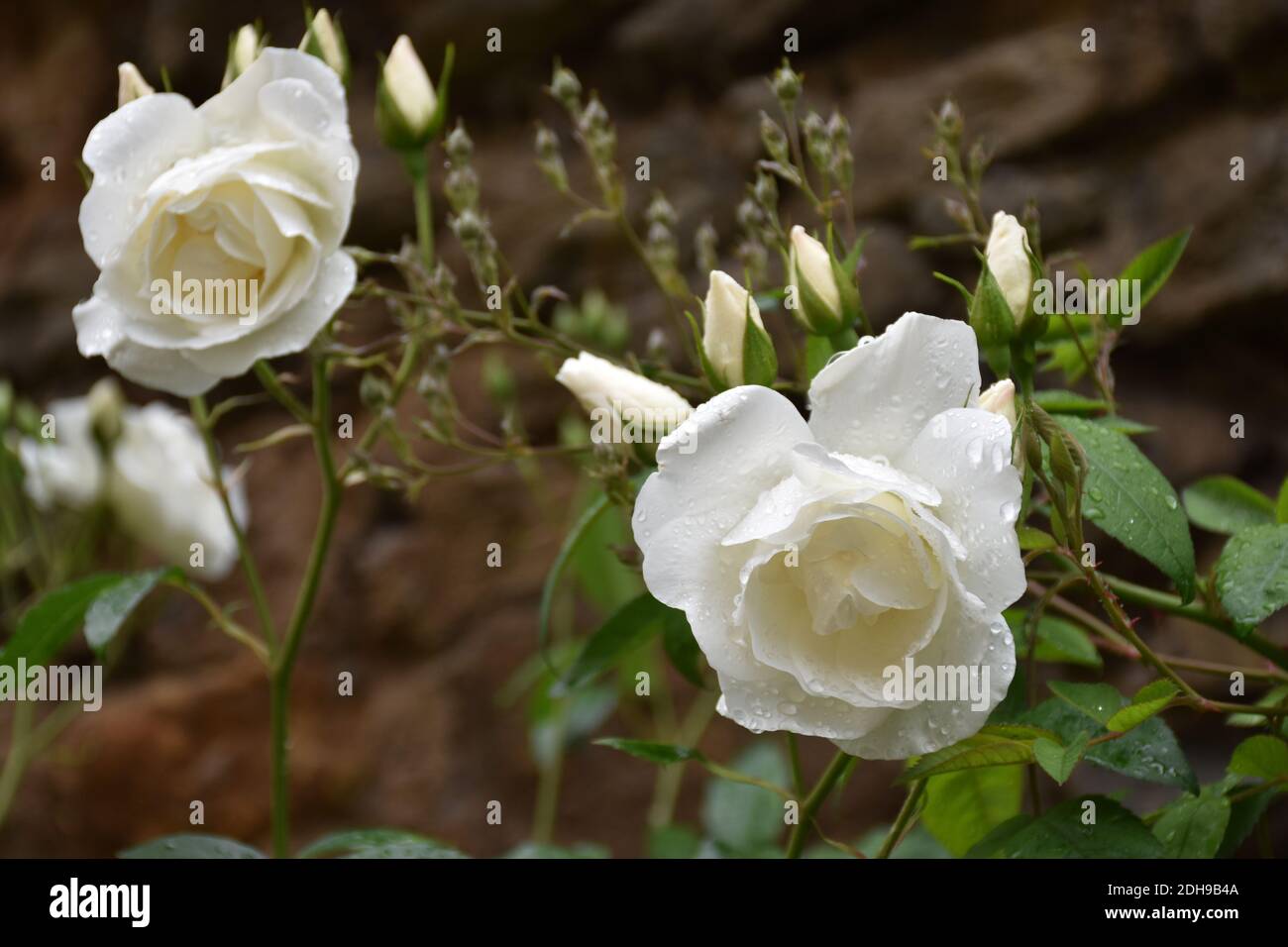 La rose blanche et les petits bourgeons qui sortent avec des gouttes de pluie, représentent la loyauté qui existera entre le couple, le pur, sincère, heureux et éternel lo Banque D'Images