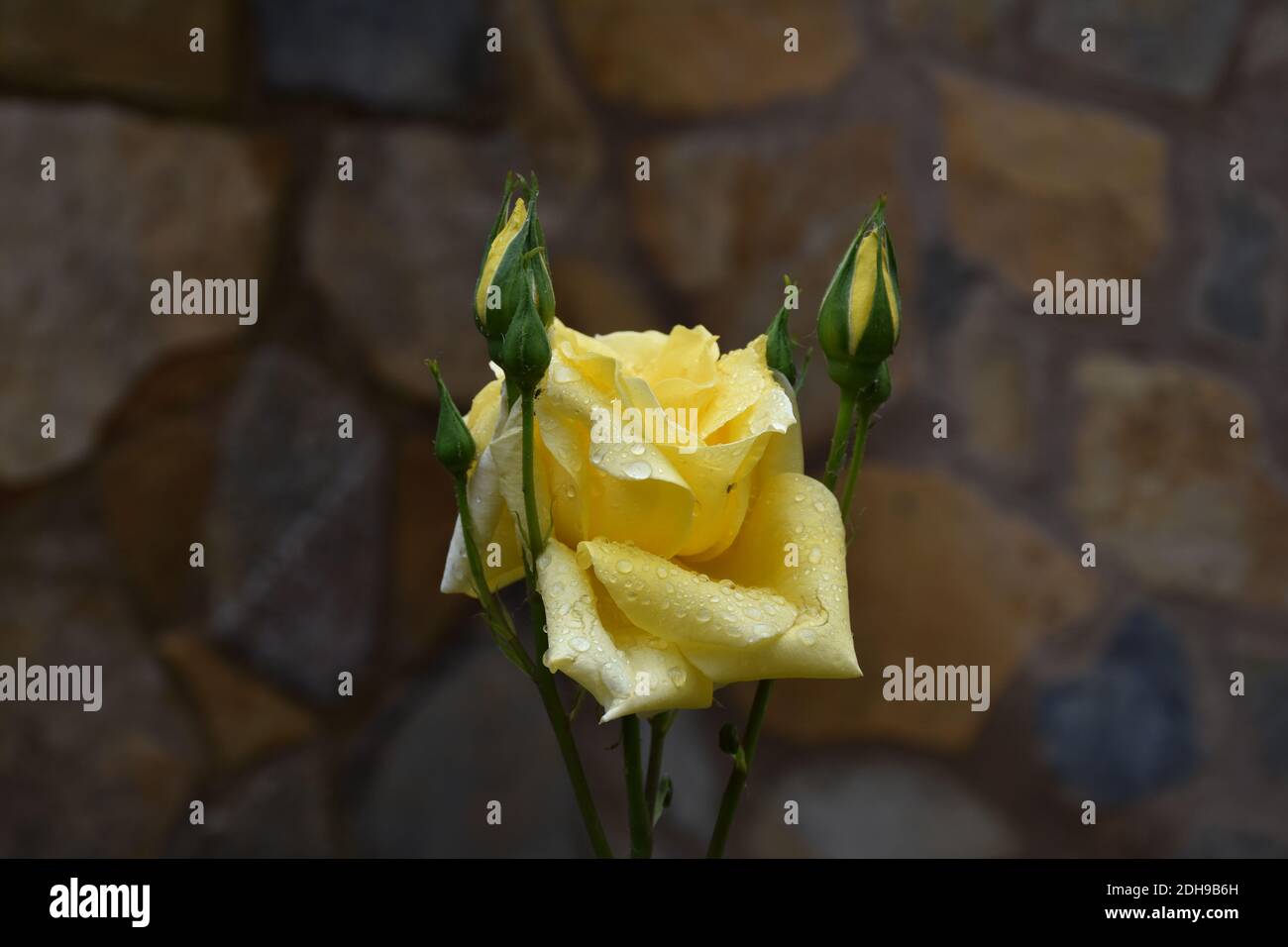 La fleur jaune s'est élevée dans le jardin avec plusieurs bourgeons encore non ouverts, symbolisant la joie de vivre, l'optimisme et l'énergie. Banque D'Images