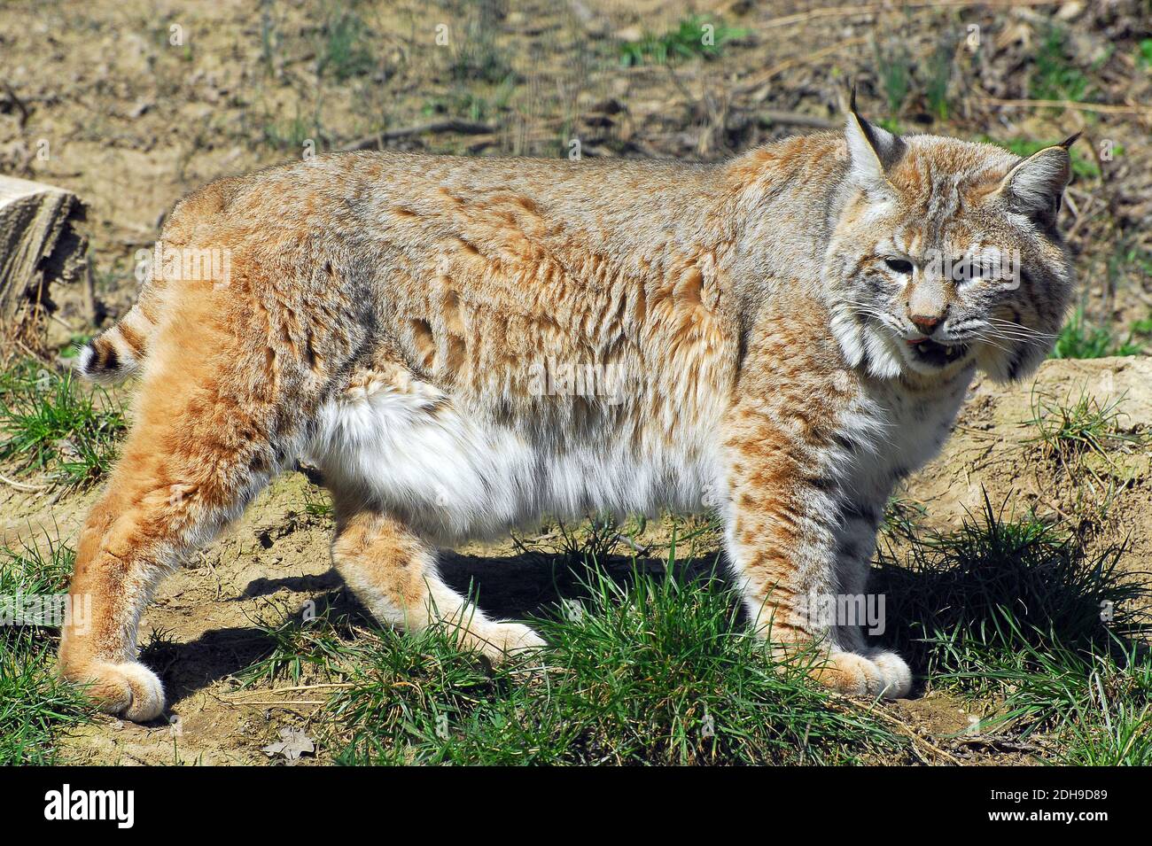 Bobcat, lynx roux, Rotluchs, Lynx rufus, vörös hiúz Banque D'Images