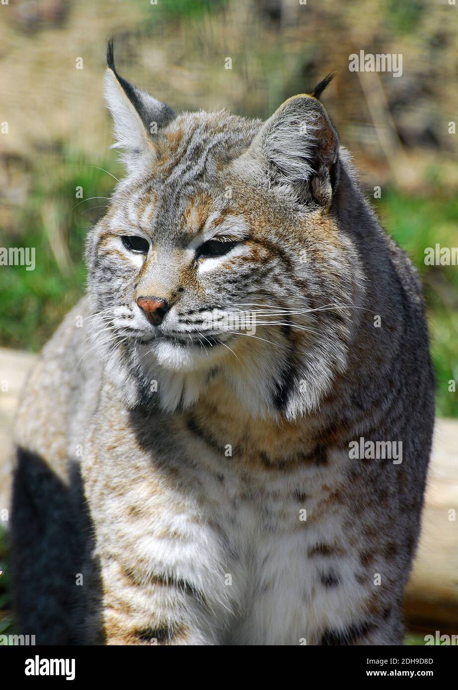 Lynx roux, lynx rouge, Rotluchs, Lynx roux, Lynx rufus, vörös hiúz Banque D'Images
