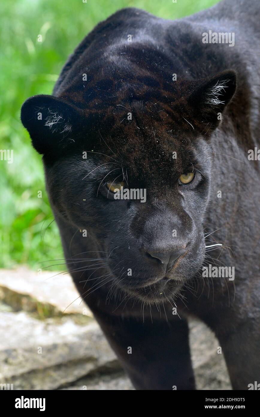 Black jaguar, Unze, Onze, Onza, Panthera onca, jaguár Photo Stock - Alamy Black jaguar, Unze, Onze, Onza, Panthera onca, jaguár Photo Stock - Alamy