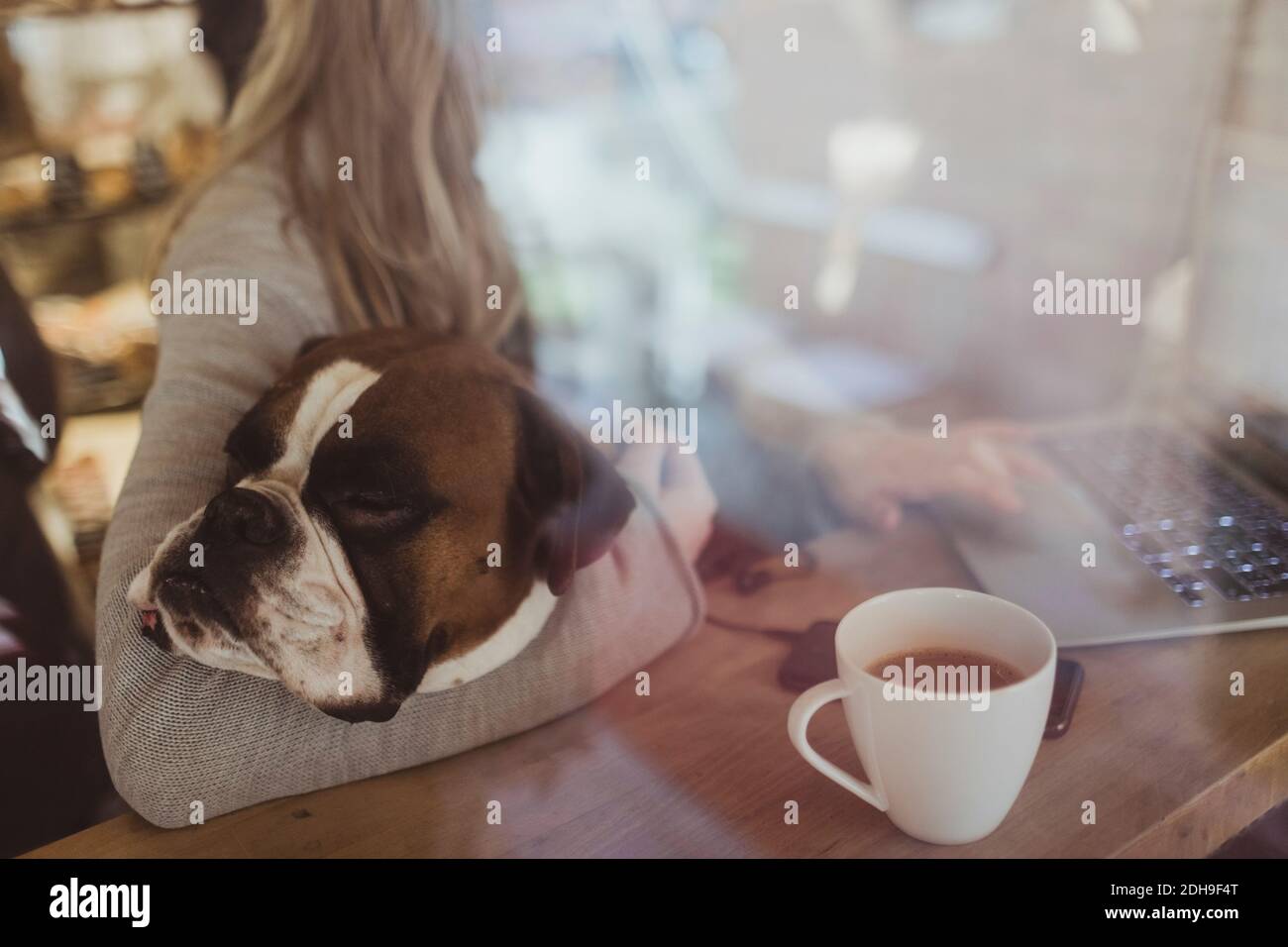 Chien boxeur reposant tandis que la femme propriétaire d'animal de compagnie utilisant l'ordinateur portable à café vu par la fenêtre Banque D'Images