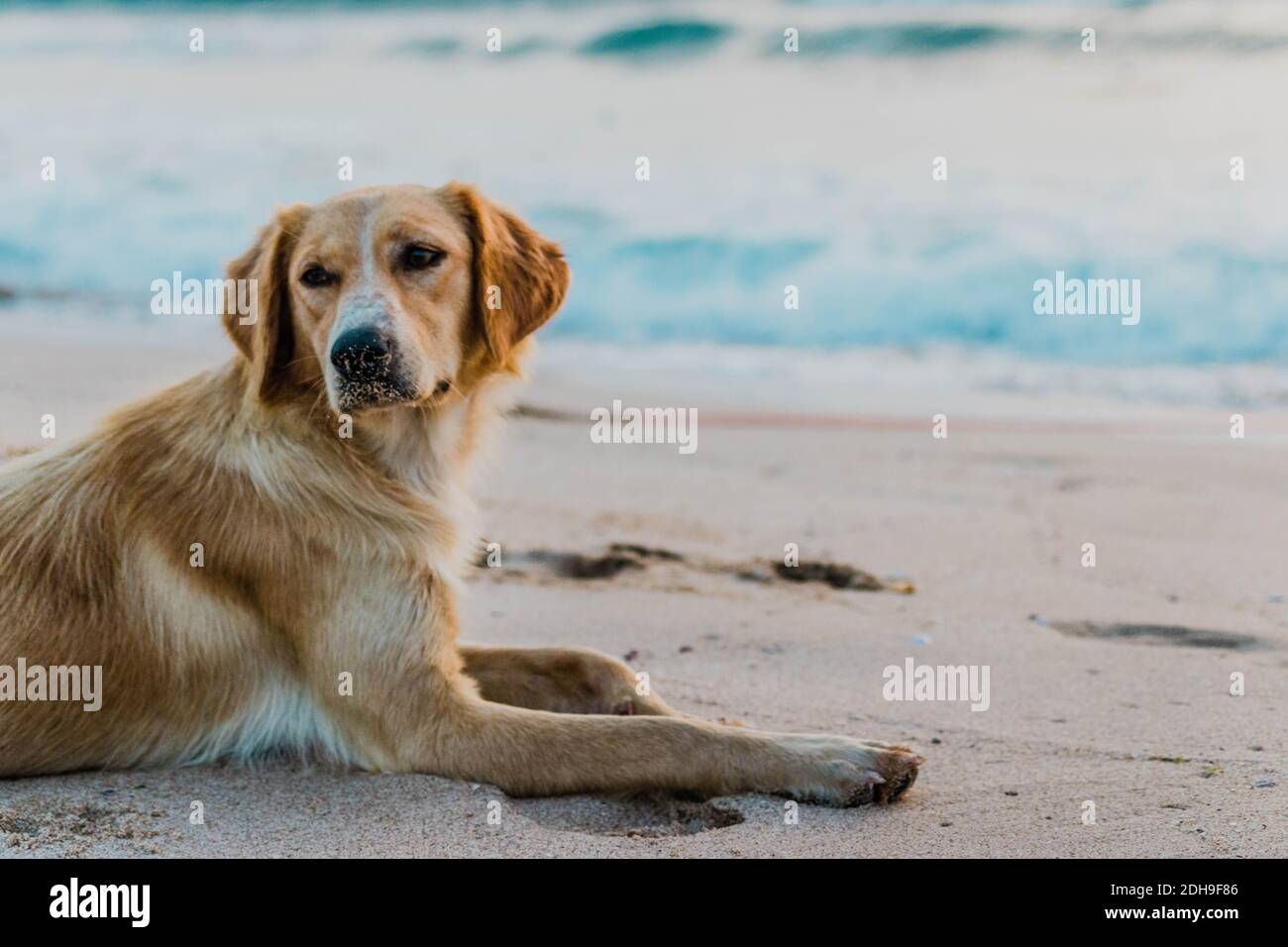 Chien sur la plage Banque D'Images