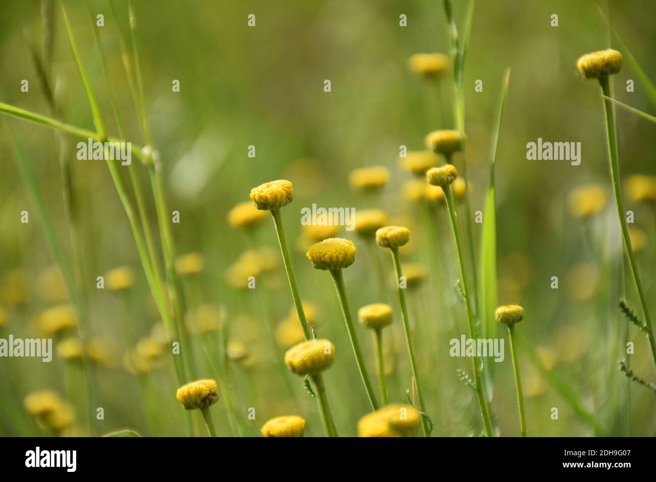 Santolina chamaecyparisse en fleur, teinte jaune du soleil. Concentrez-vous sur la fleur centrale. Il a des propriétés médicinales. Banque D'Images