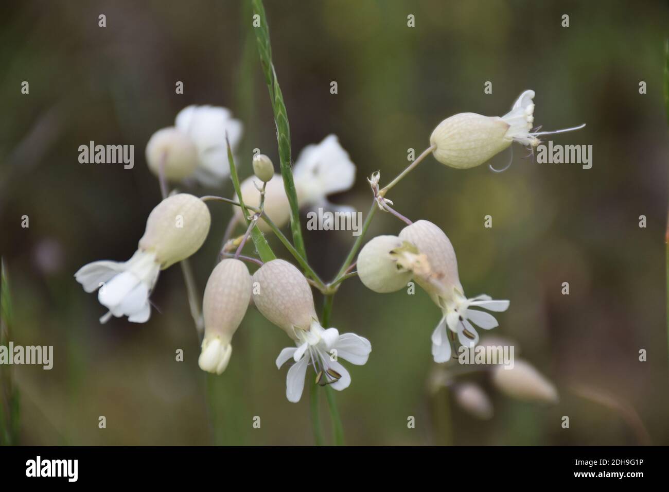 Fleur de Colla (Silene vulgaris) sur prairie verte. Banque D'Images
