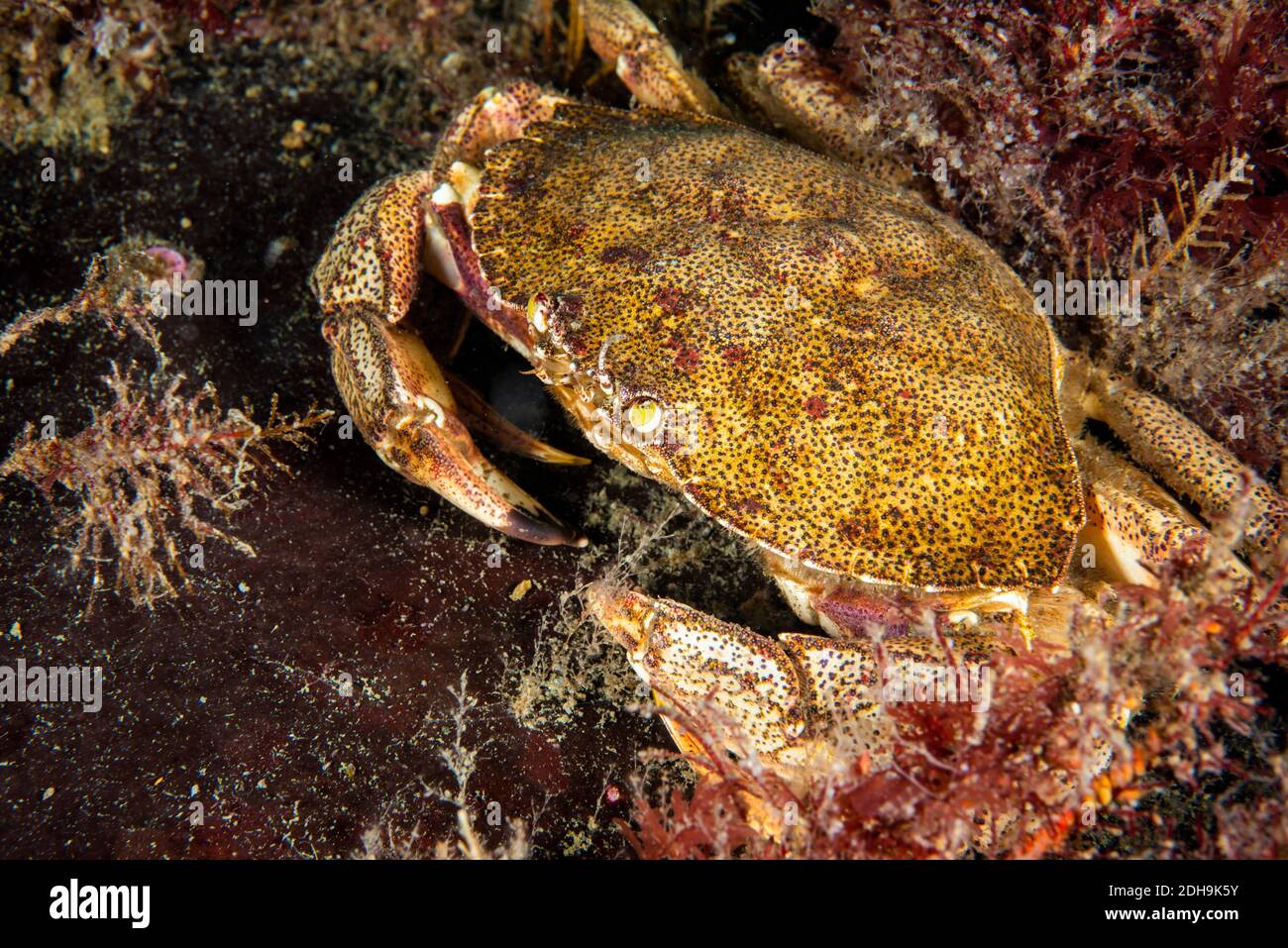 Crabe commun de l'Atlantique sous l'eau dans le fleuve Saint-Laurent Banque D'Images