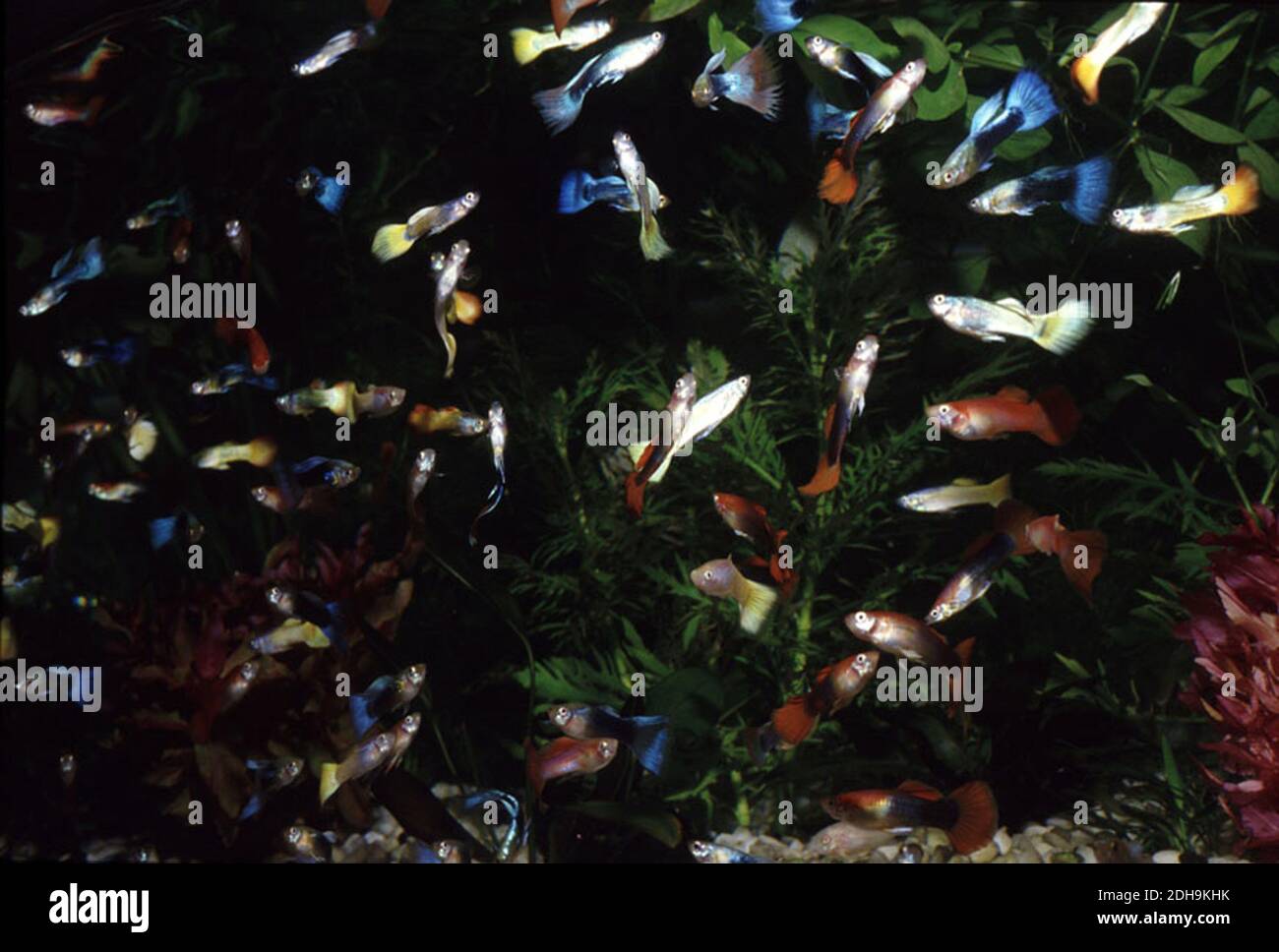 Guppies (Poecilia reticulata) Banque D'Images