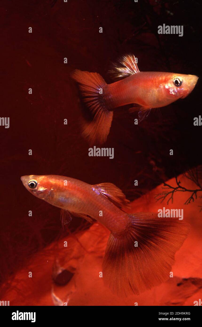 Triangletail rouge homme guppy (Poecilia reticulata) Banque D'Images
