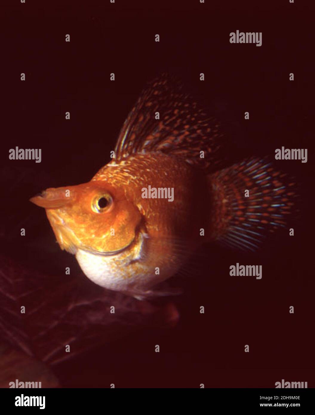 Ballon d'or molly (Poecilia latipinna var.) Banque D'Images
