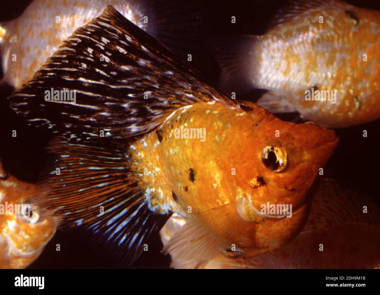 Ballon d'or molly (Poecilia latipinna var.) Banque D'Images