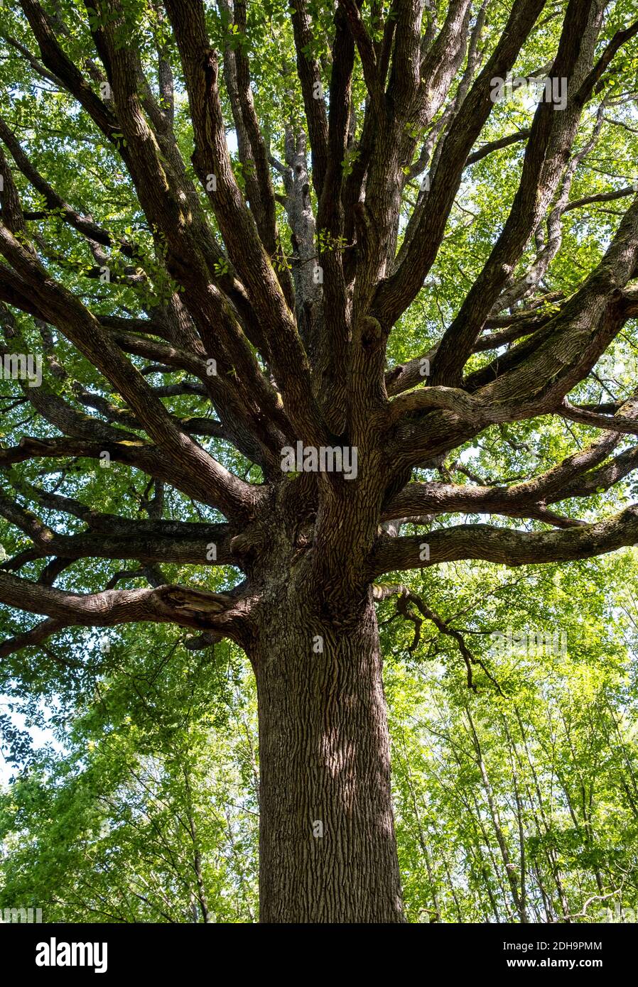Chêne remarquable "chene de l’ascension" dans la forêt de Rambouillet (nord de la France) Banque D'Images