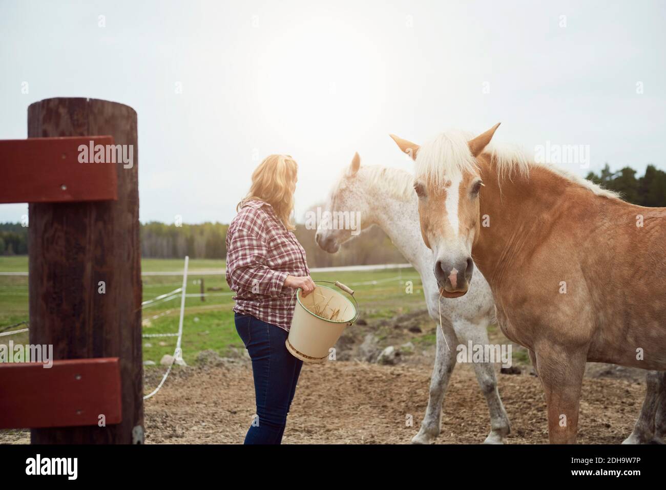 Vue latérale d'une agricultrice qui nourrit des chevaux sur le terrain Banque D'Images