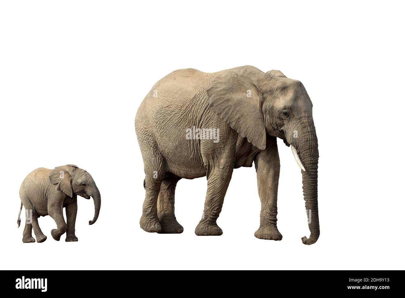 Éléphant d'Afrique isolé sur blanc Banque D'Images