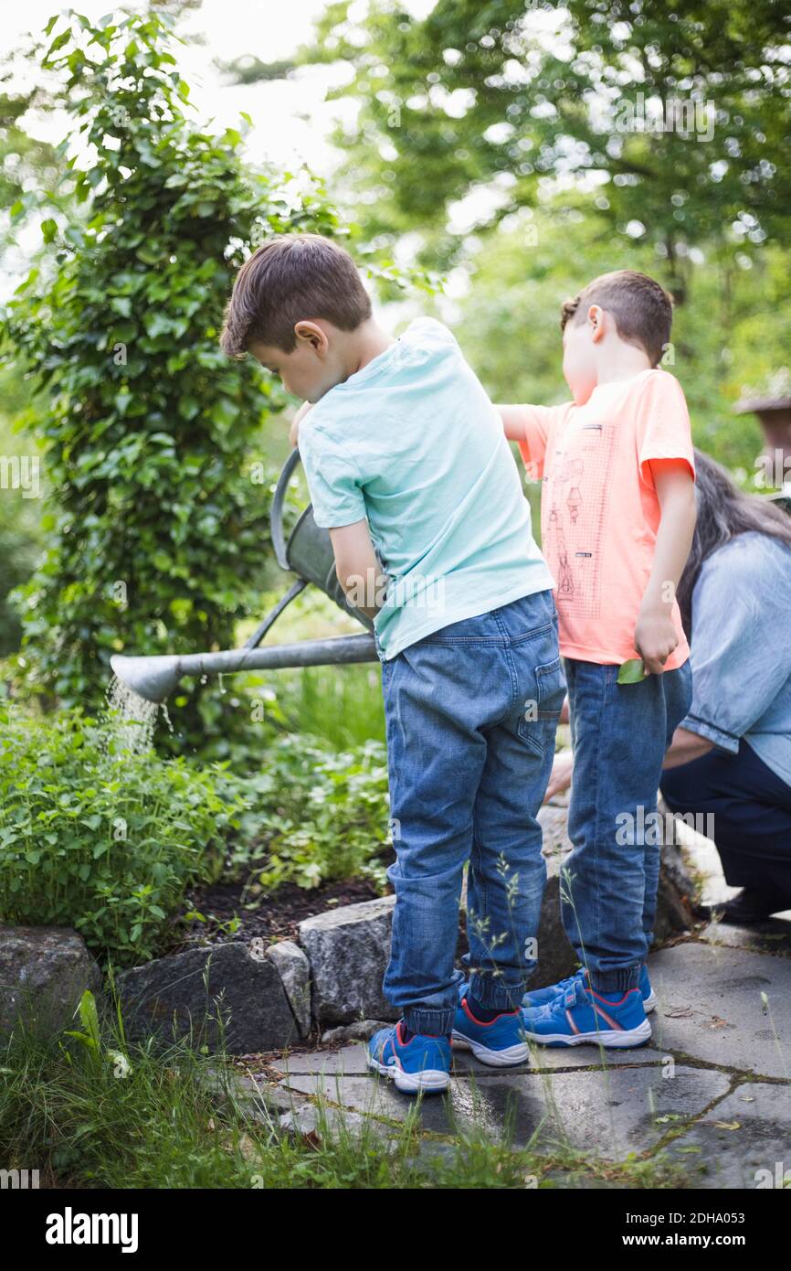 Les garçons arrosoir les plantes par grand-mère dans la cour arrière Banque D'Images
