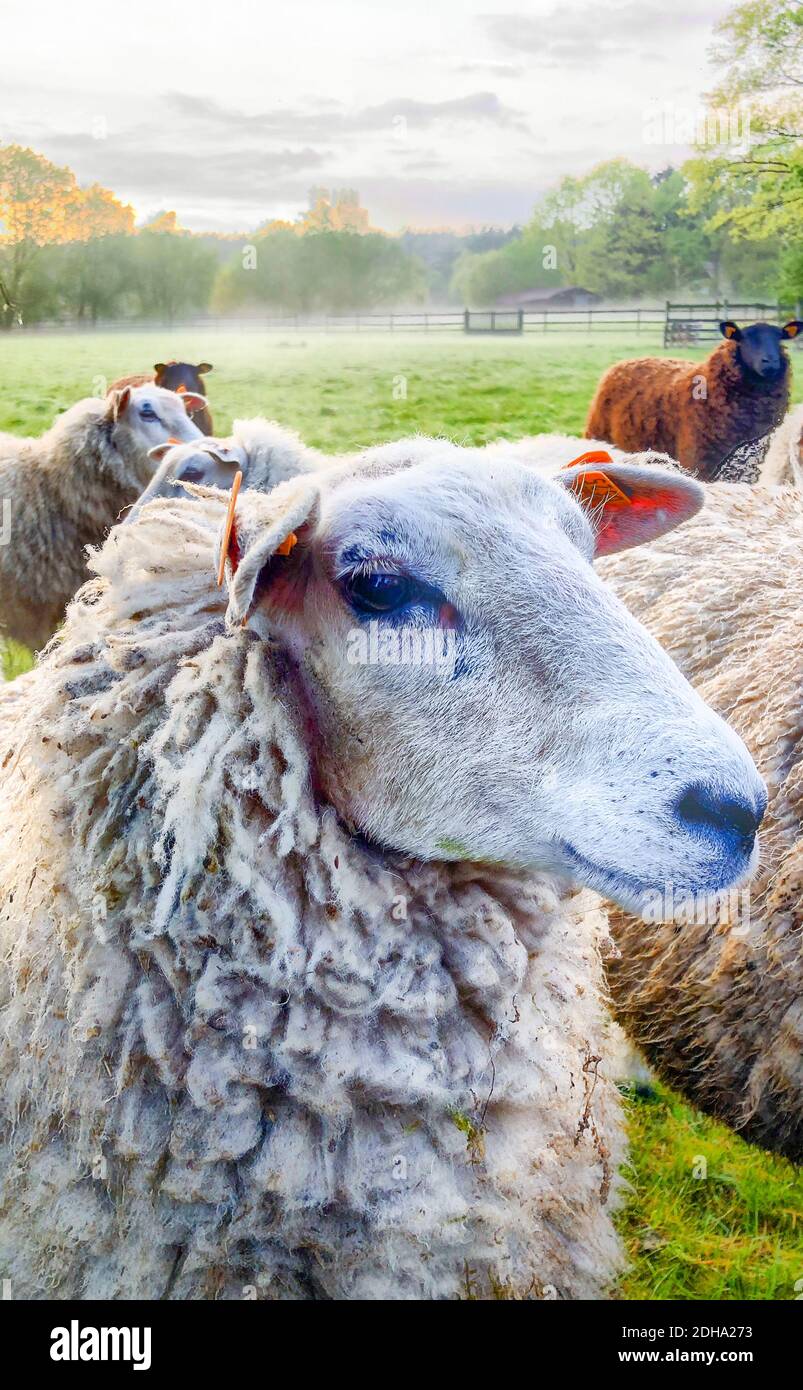 Troupeau de moutons Banque D'Images