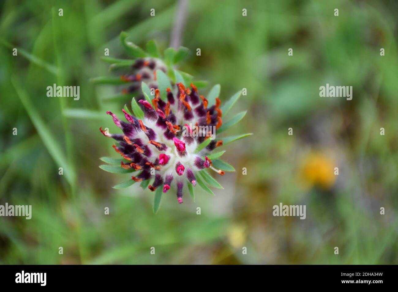 Anthyllis vulneraria, famille des fabaceae. Il a beaucoup d'ingrédients actifs qui peuvent être utilisés plus tard par l'homme comme remède contre les maladies: Saponines, tan Banque D'Images
