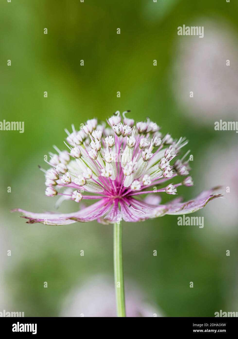 Astrantia 'Great Masterwort', Astrantia Major, Pale fleurs colorées qui poussent à l'extérieur. Banque D'Images
