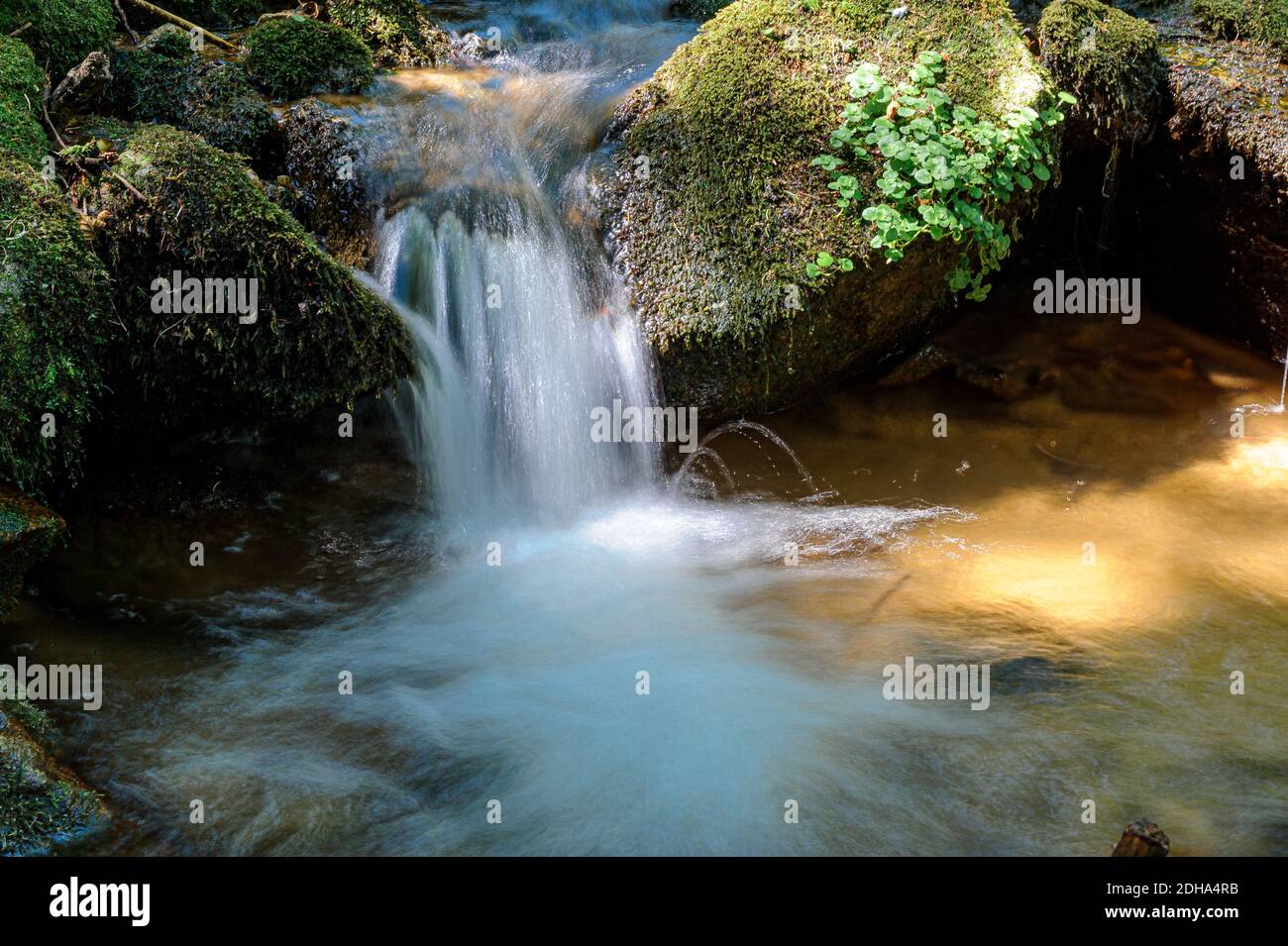 Un petit ruisseau coule à travers les roches moussy. Mouvement flou de l'eau obtenu avec un temps d'obturation lent. Banque D'Images