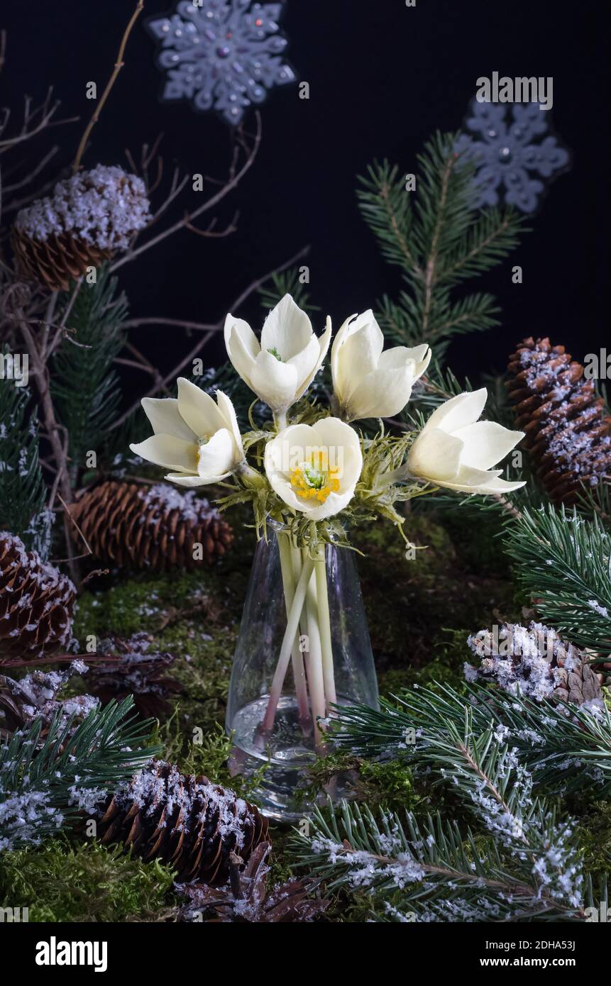 Décoration de Noël - composition de primrosiers sur fond de mousse naturelle, idée de décoration d'intérieur Banque D'Images