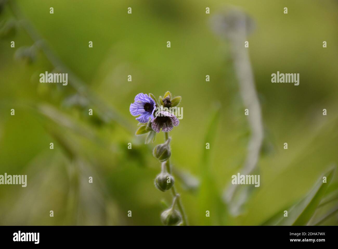 Fleurs de différentes couleurs de la plante de Cynoglossum créticum dans un pré herbacé ensoleillé. Banque D'Images