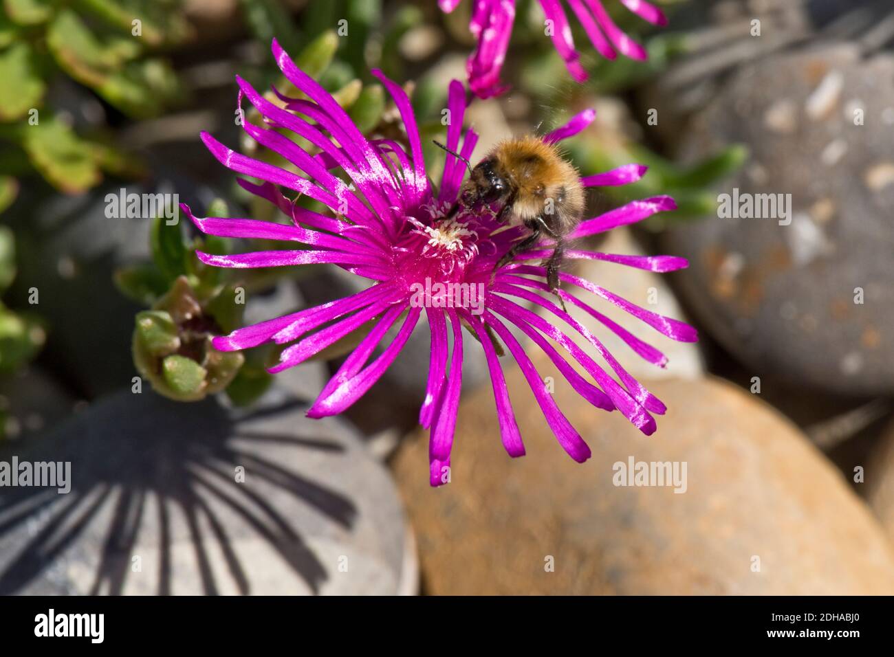 Abeille commune (Bombus pascuorum) sur une plante de glace rose (Mesembryanthemum sp.) fleur, Berkshire, juillet Banque D'Images