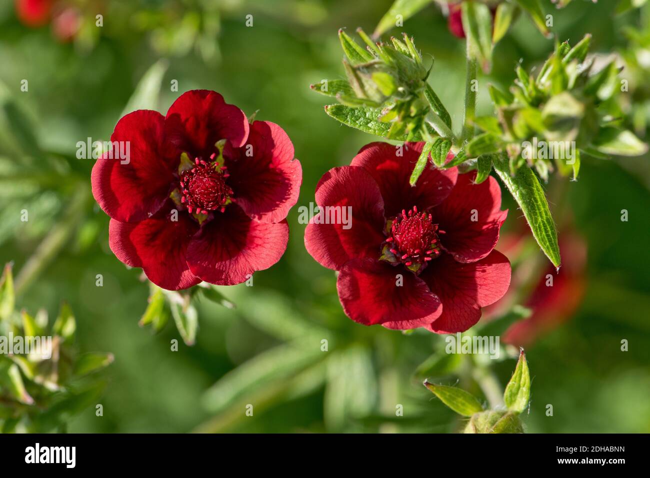 Cocquefoil pourpre foncé (Potentilla atrosaneinea) fleurs rouges sur la souche formant la vivace ornementale, Berkshire, août Banque D'Images
