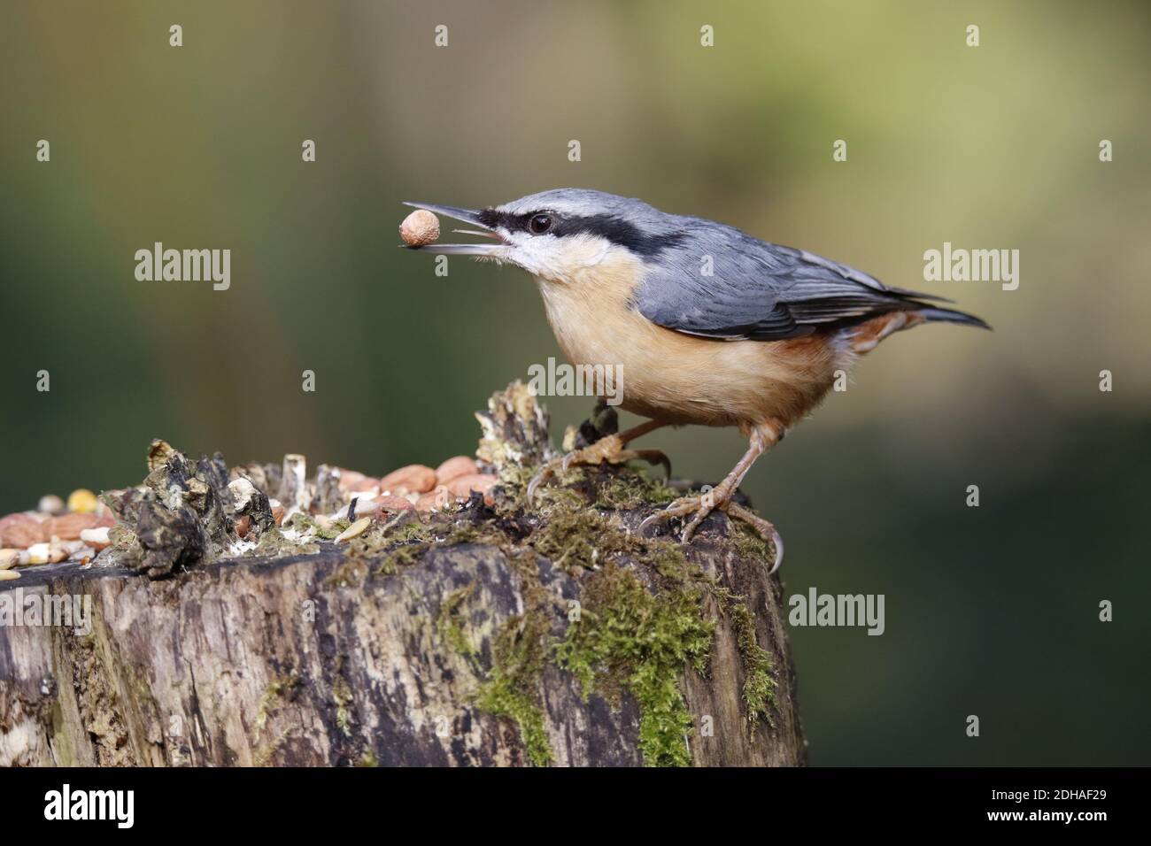 La récolte de nuthatch eurasien dans les bois Banque D'Images