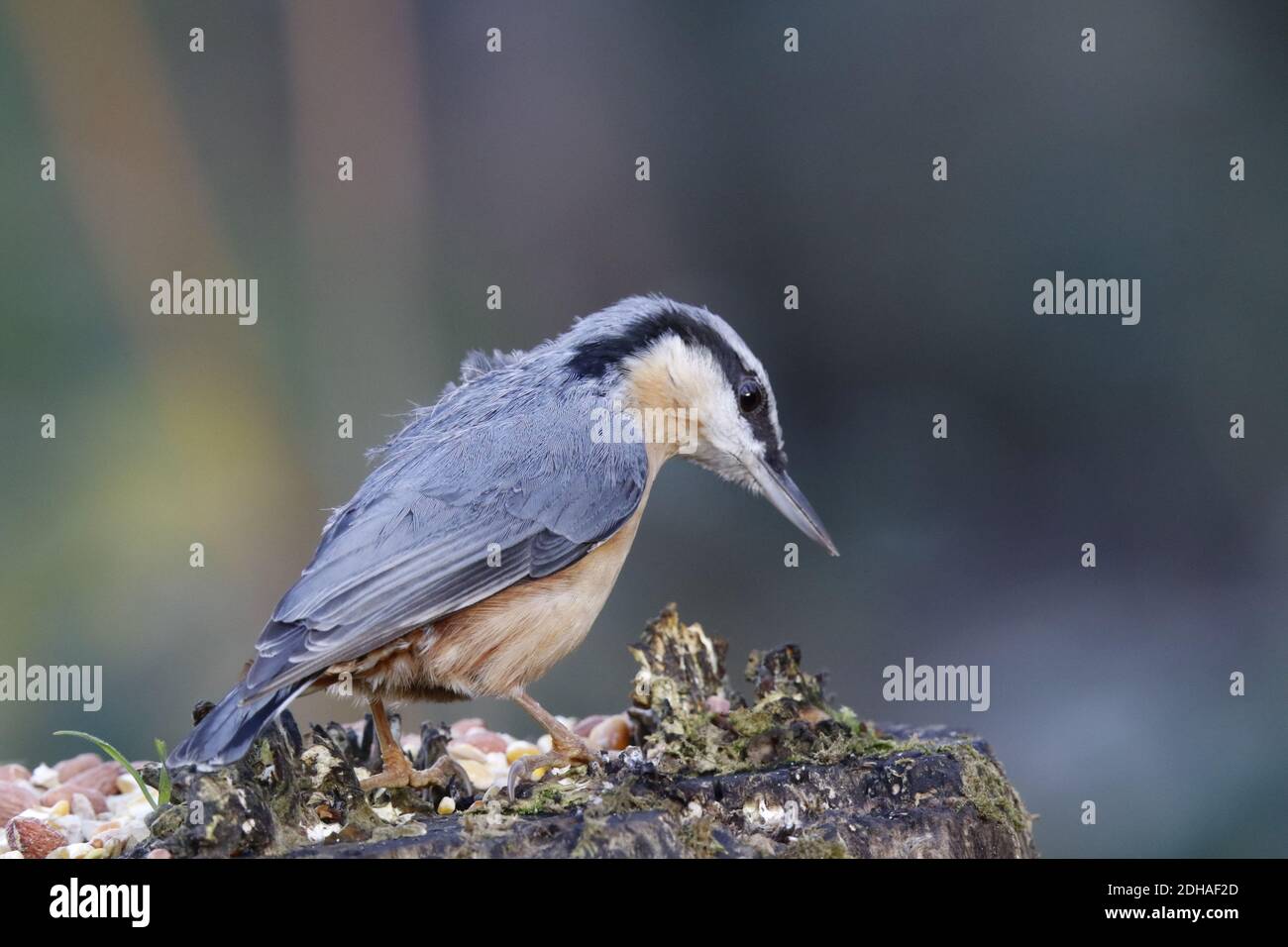 La récolte de nuthatch eurasien dans les bois Banque D'Images